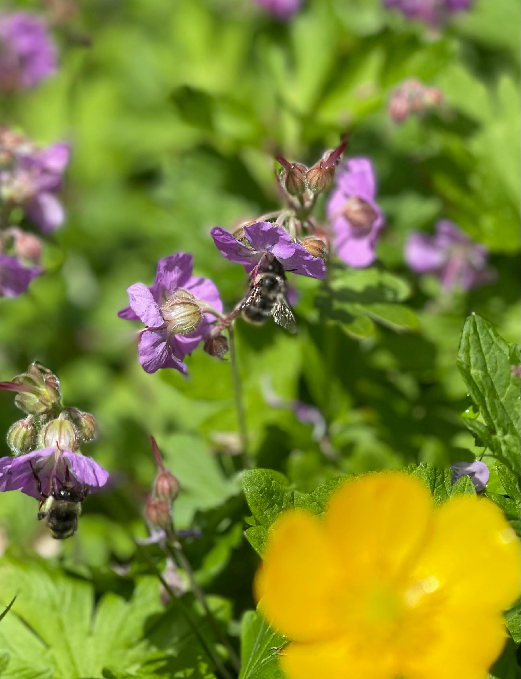 Angela Smith - Adult