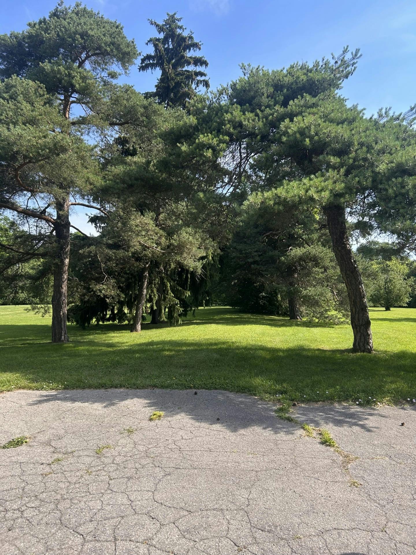 Greenspace Division_Treeline Between 1  2.jpg