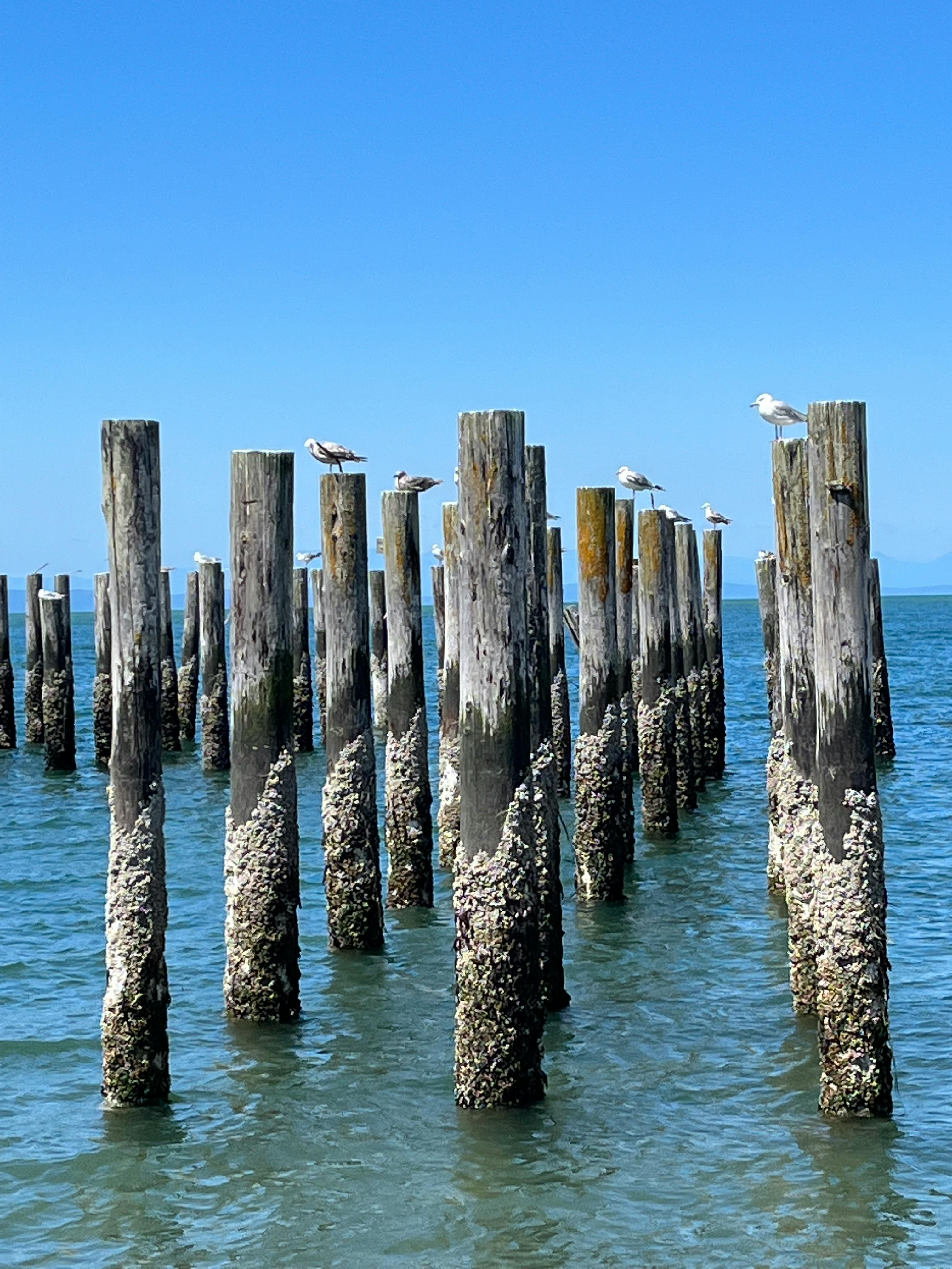 Enkhtuya Budsuren - Adult