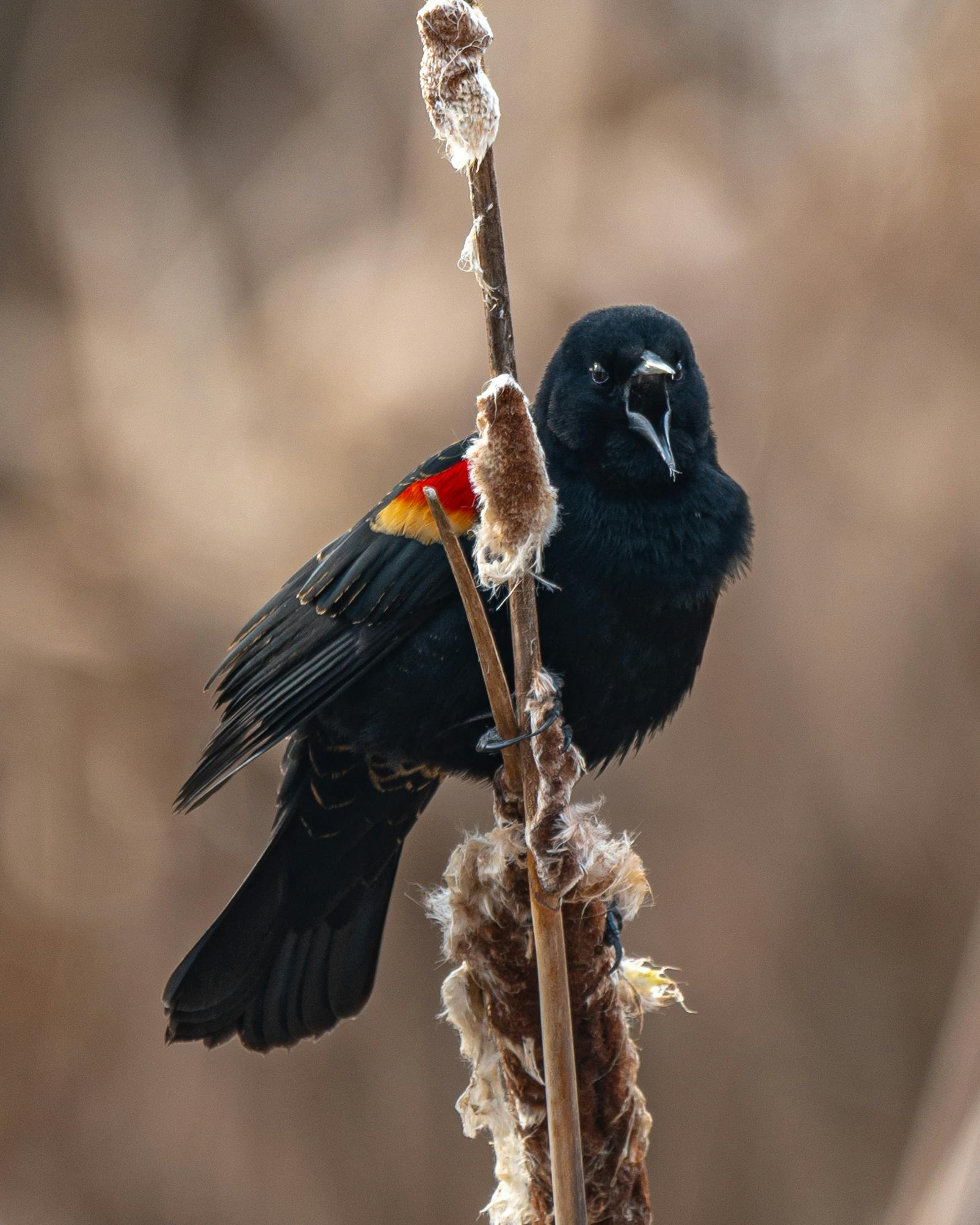 Michael Barnes - Adult