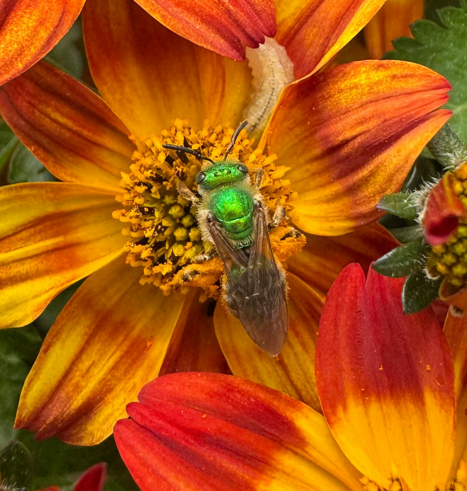 Nikola Brockamp - Adult