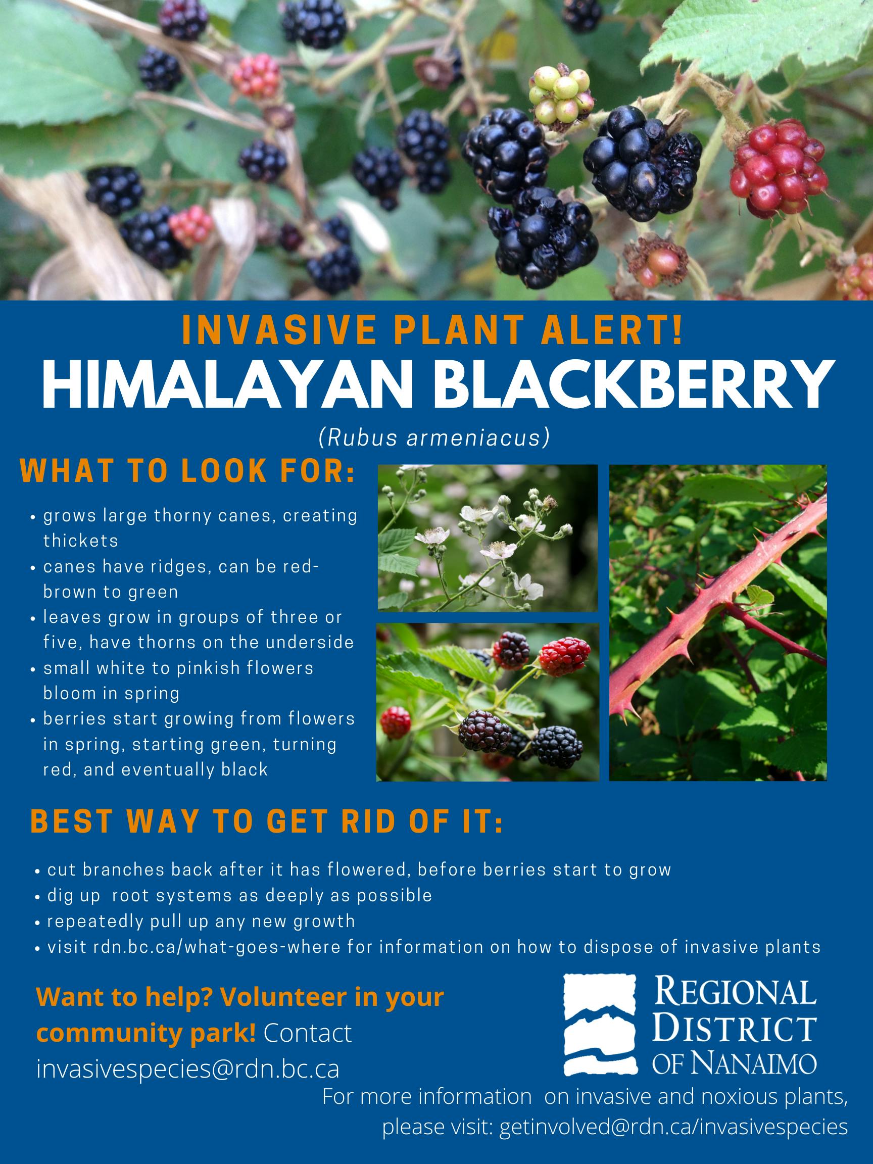 Invasive Plant Alert Himalayan Blackberry