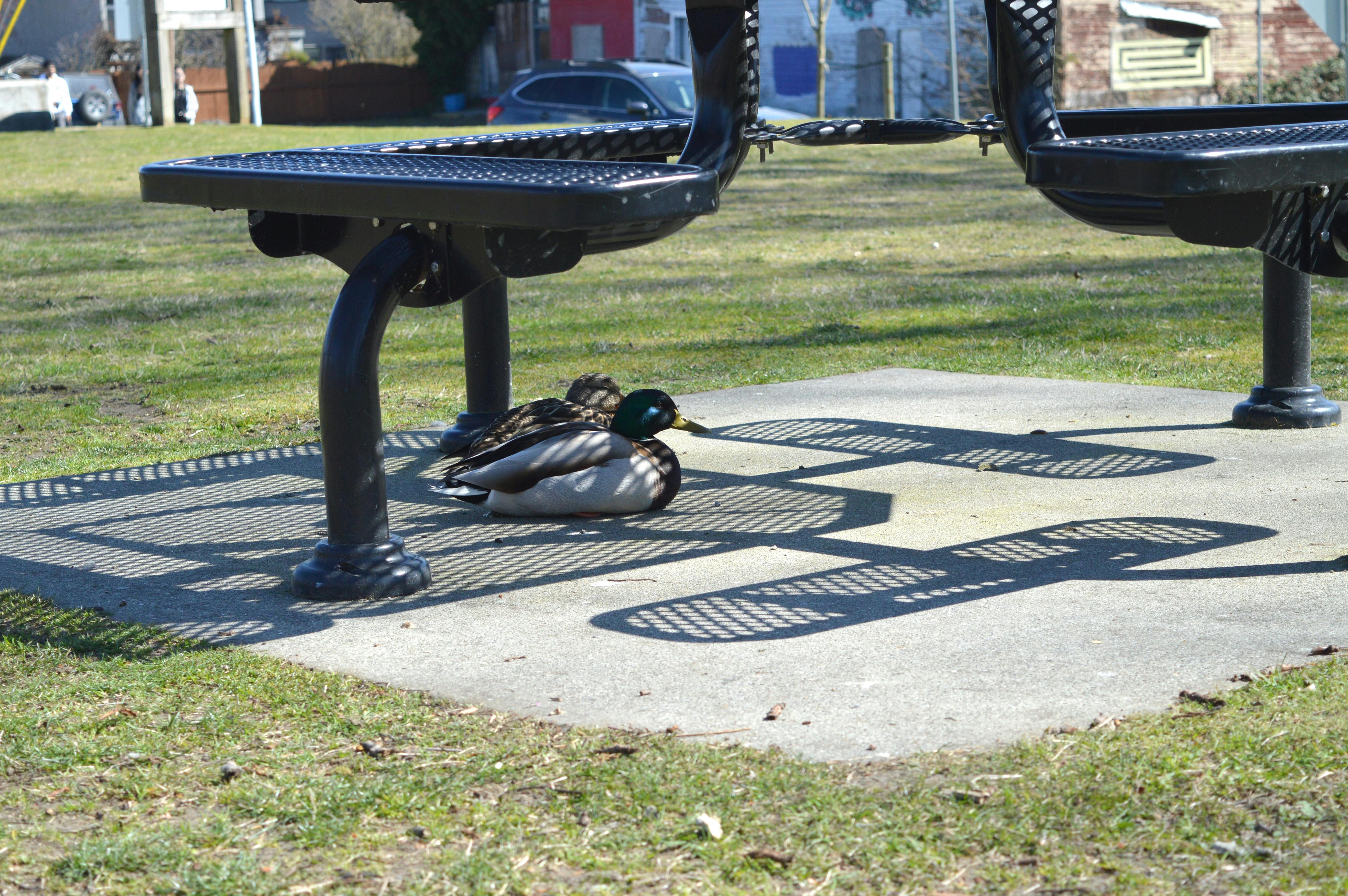 Ducks Sleeping in the Shade