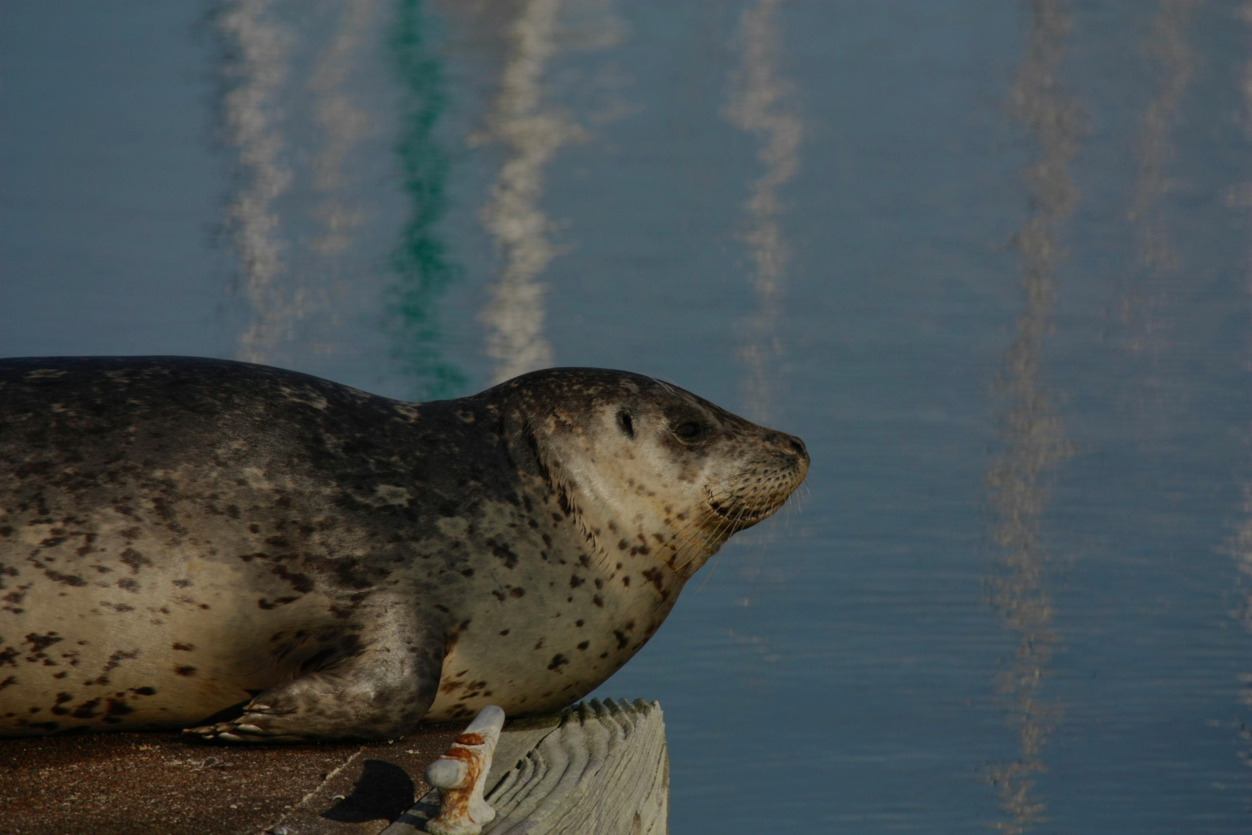 Dzvinka Petriv - Youth