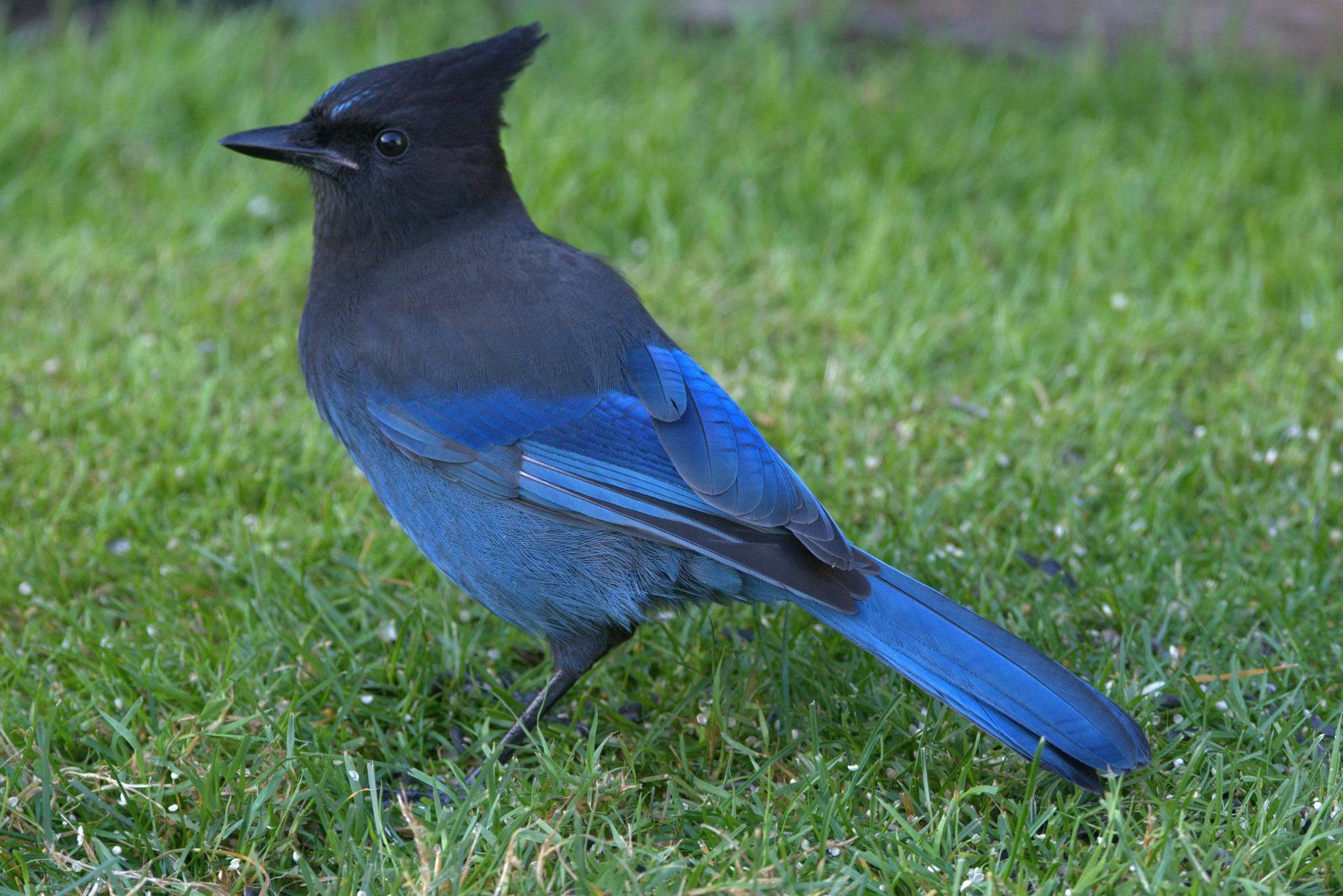 Carl Broughton - Adult