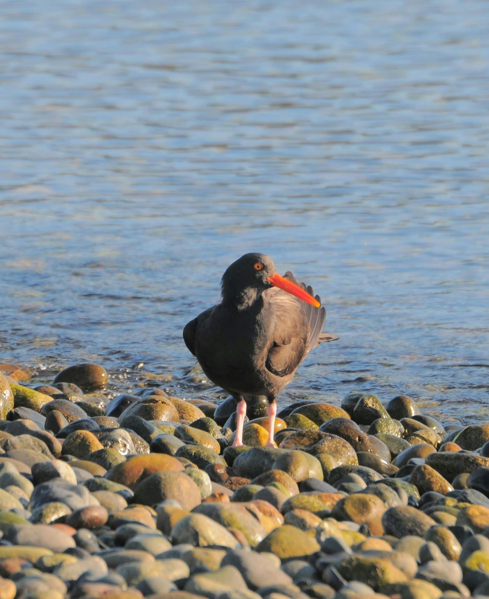 Rachel Sanker - Adult