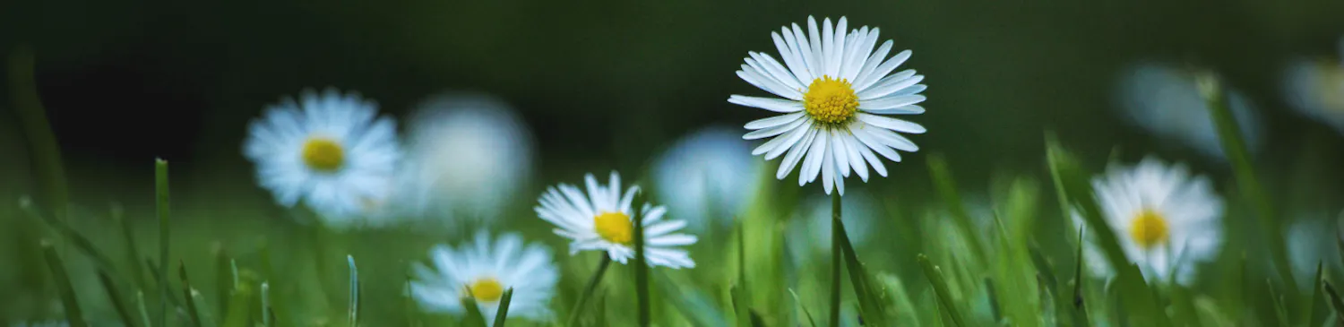 wild daisies