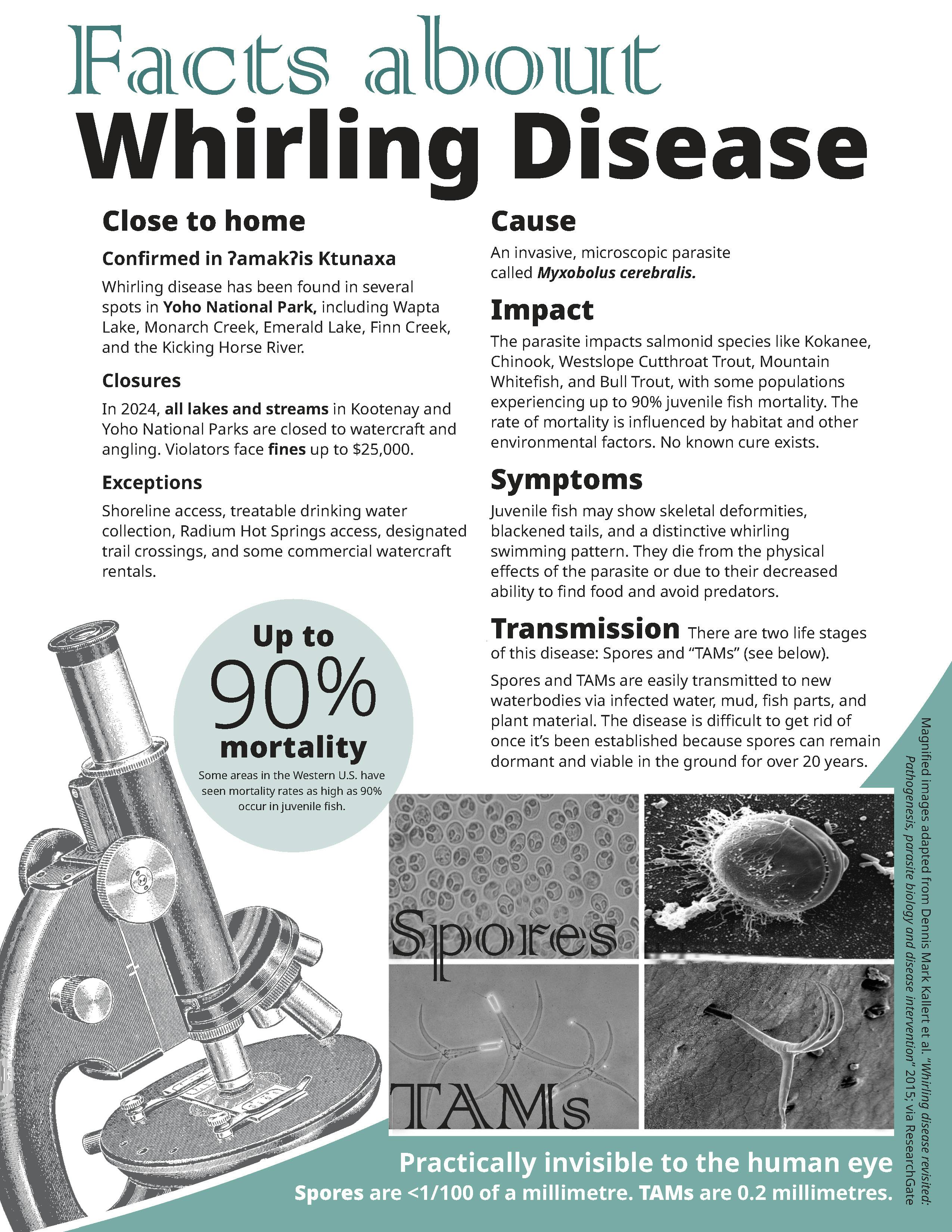 Whirling Disease Fact Sheet for Distribution August 2024_Page_2.jpg