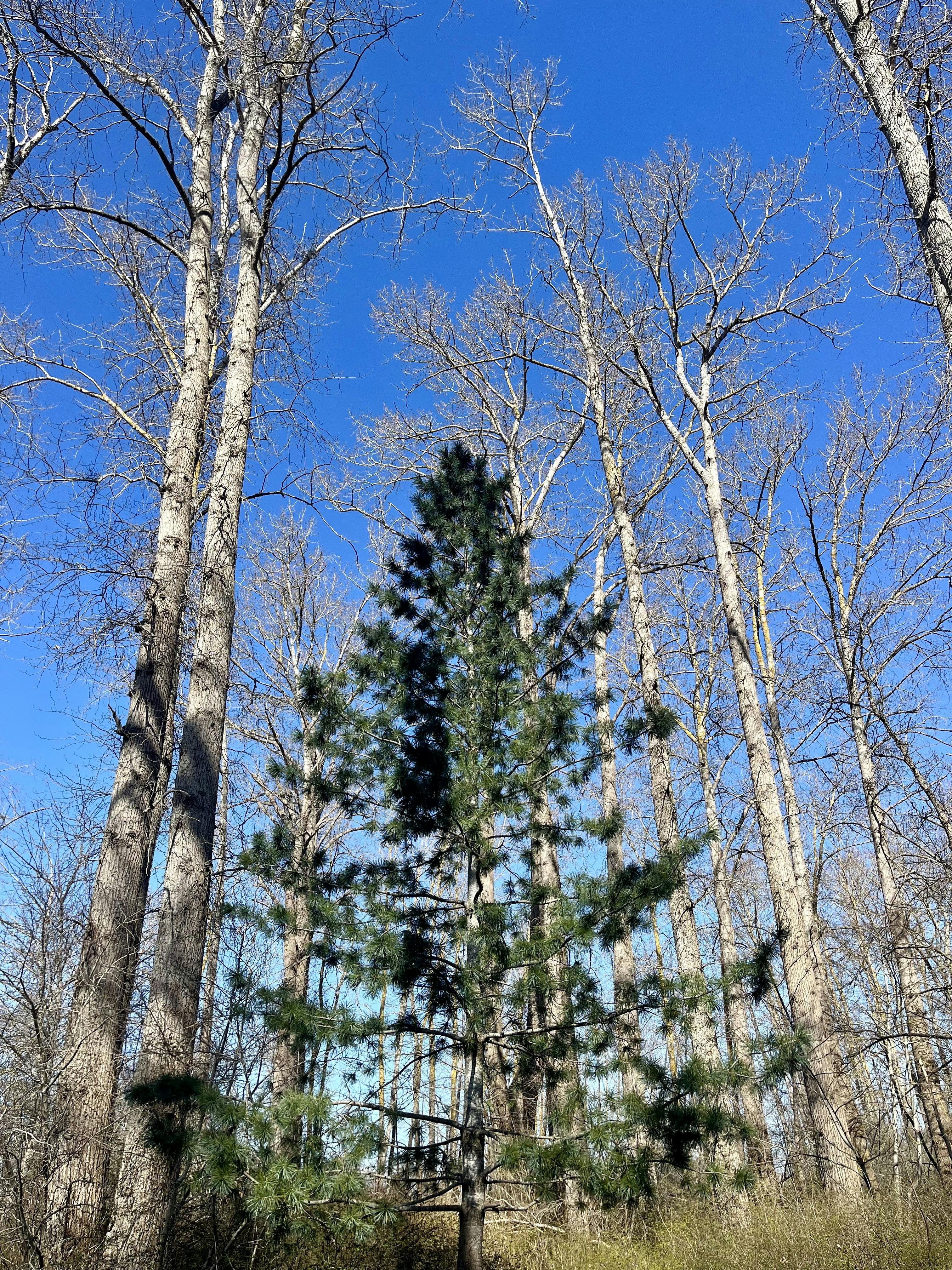 Keeping Trees Healthy