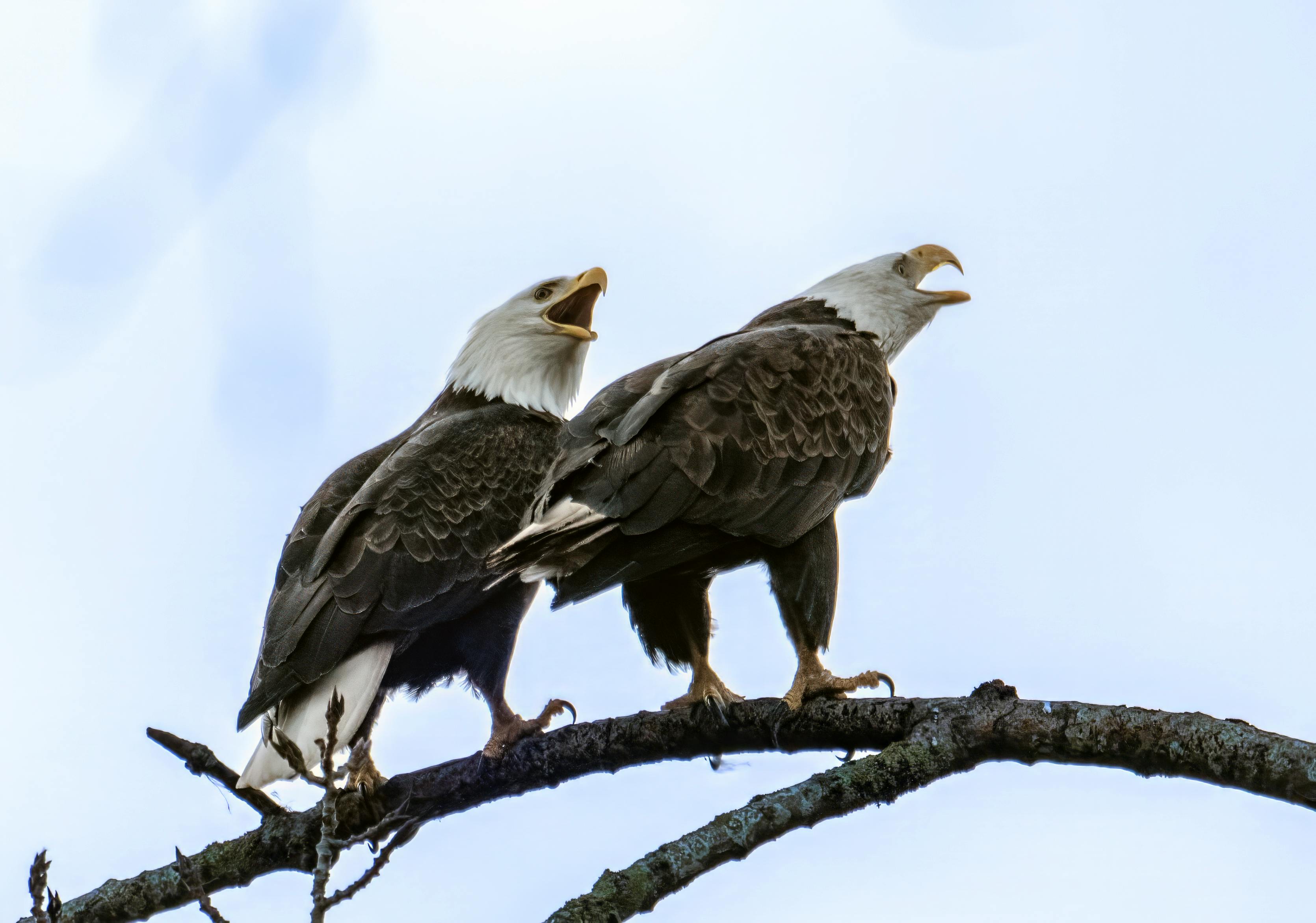 Ross Morrison - Adult