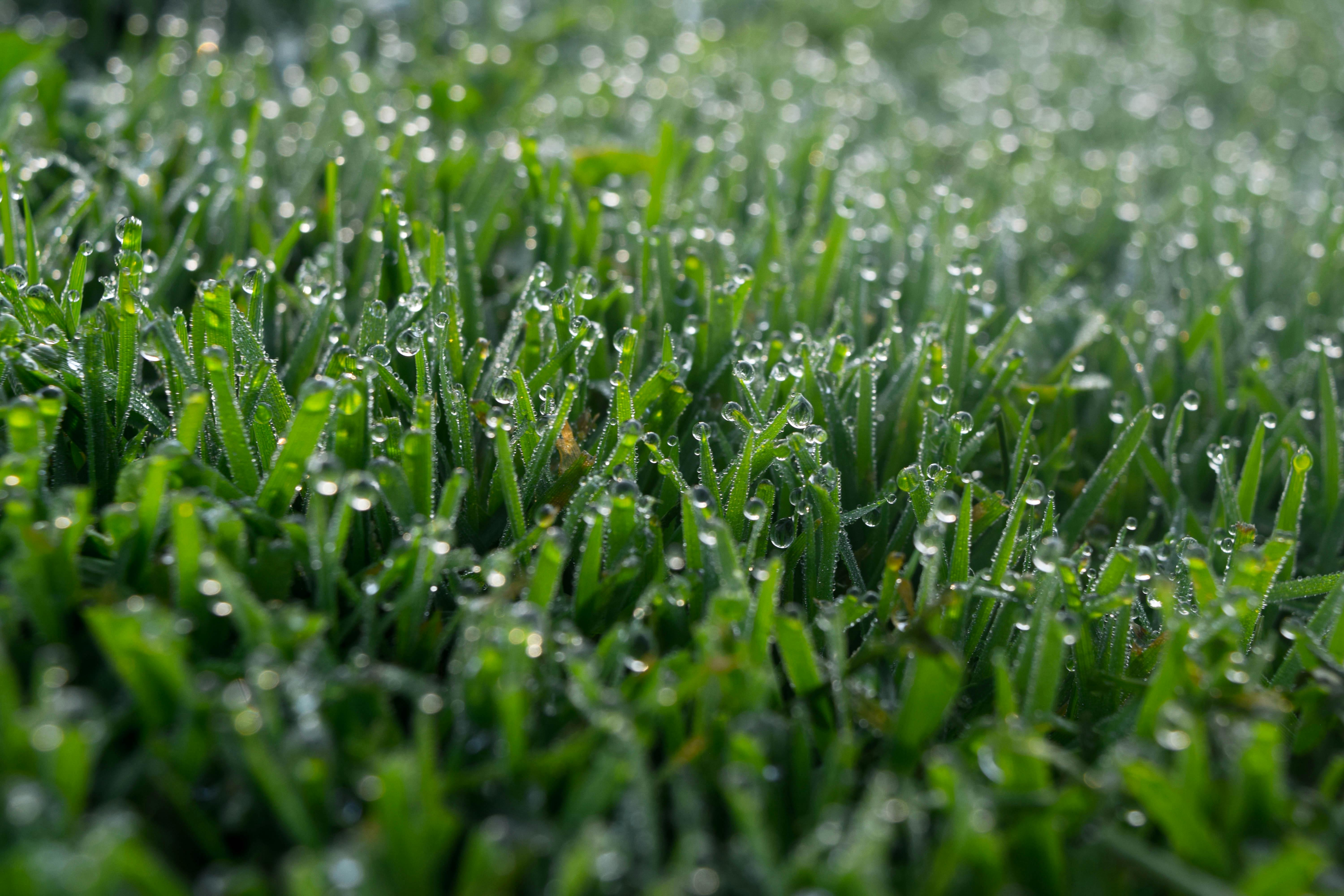 Dew On The Morning Grass