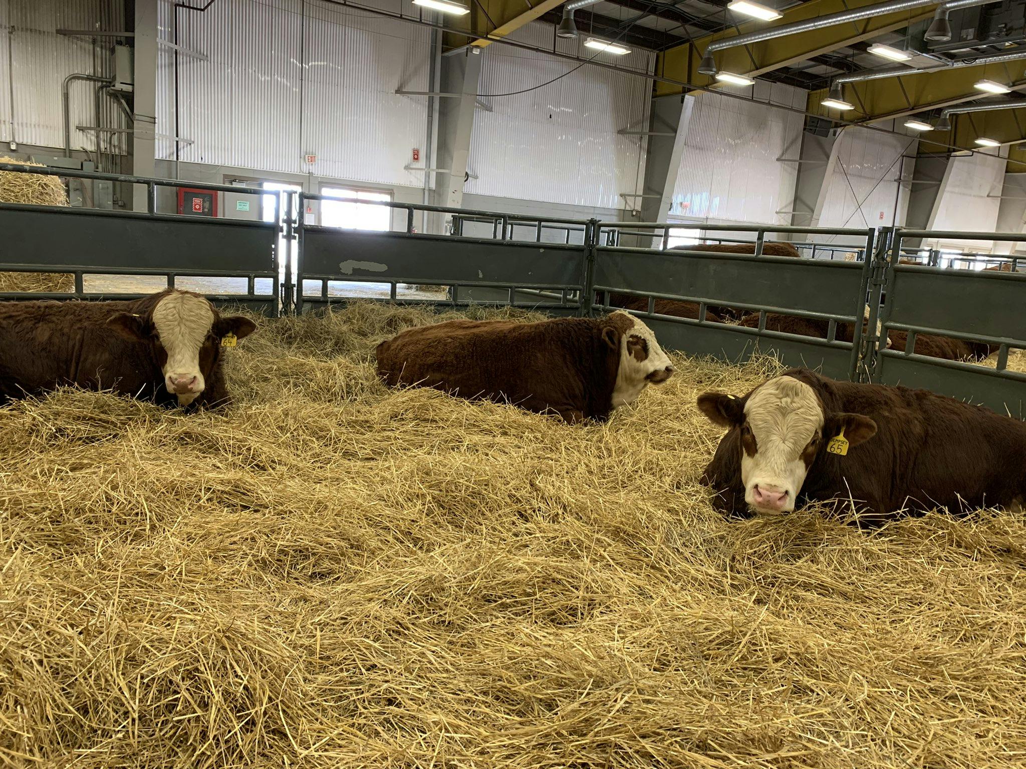 CRE Spring Lake Simmentals Bull Sale