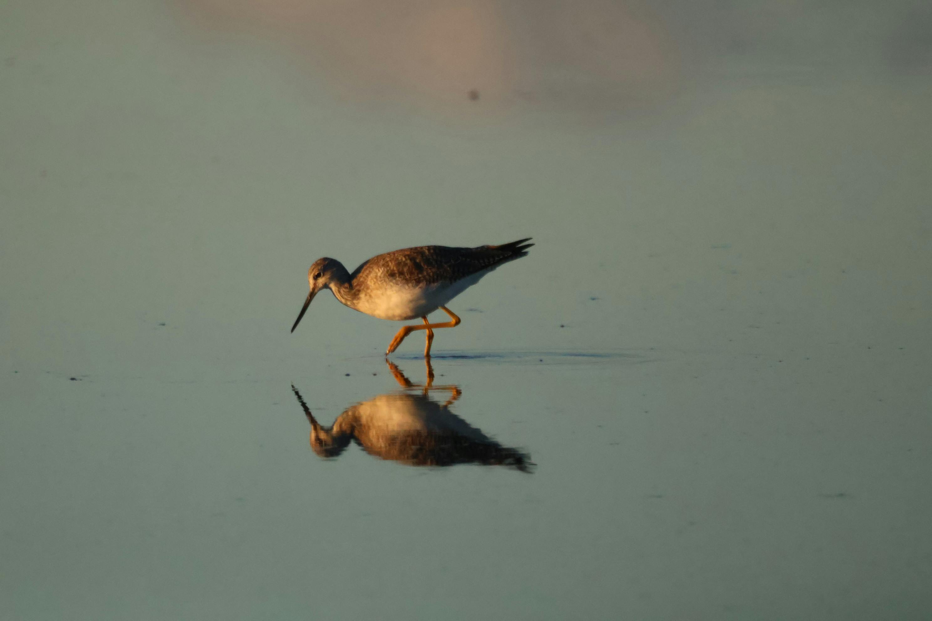 Darrell Barr - Adult