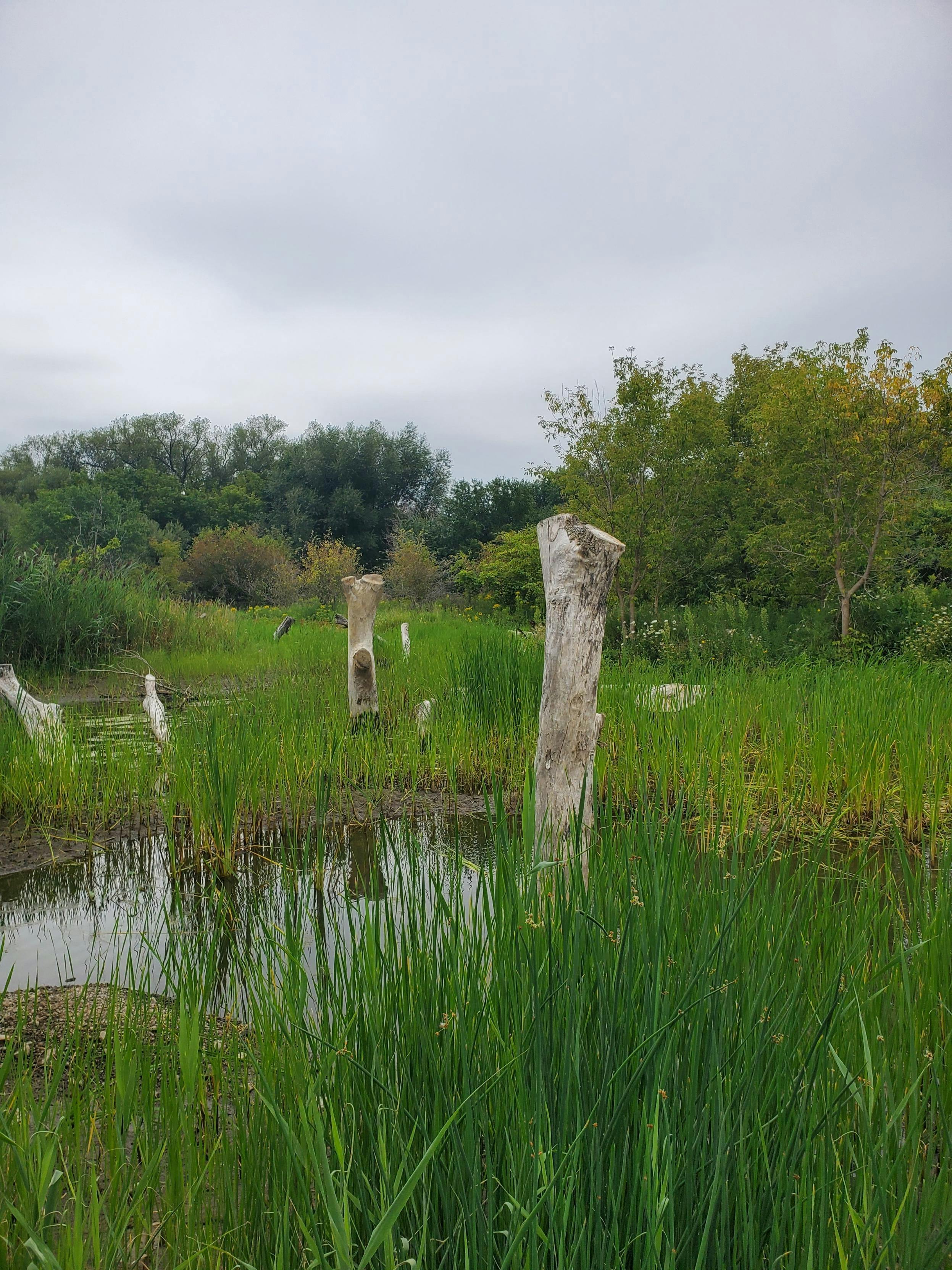 Kerrison Wetland - One year after restoration (1).jpeg