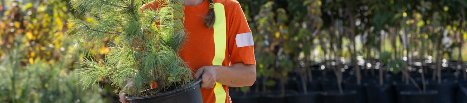 An image of a City of London staff person carrying a small tree in a pot at a tree giveaway. 