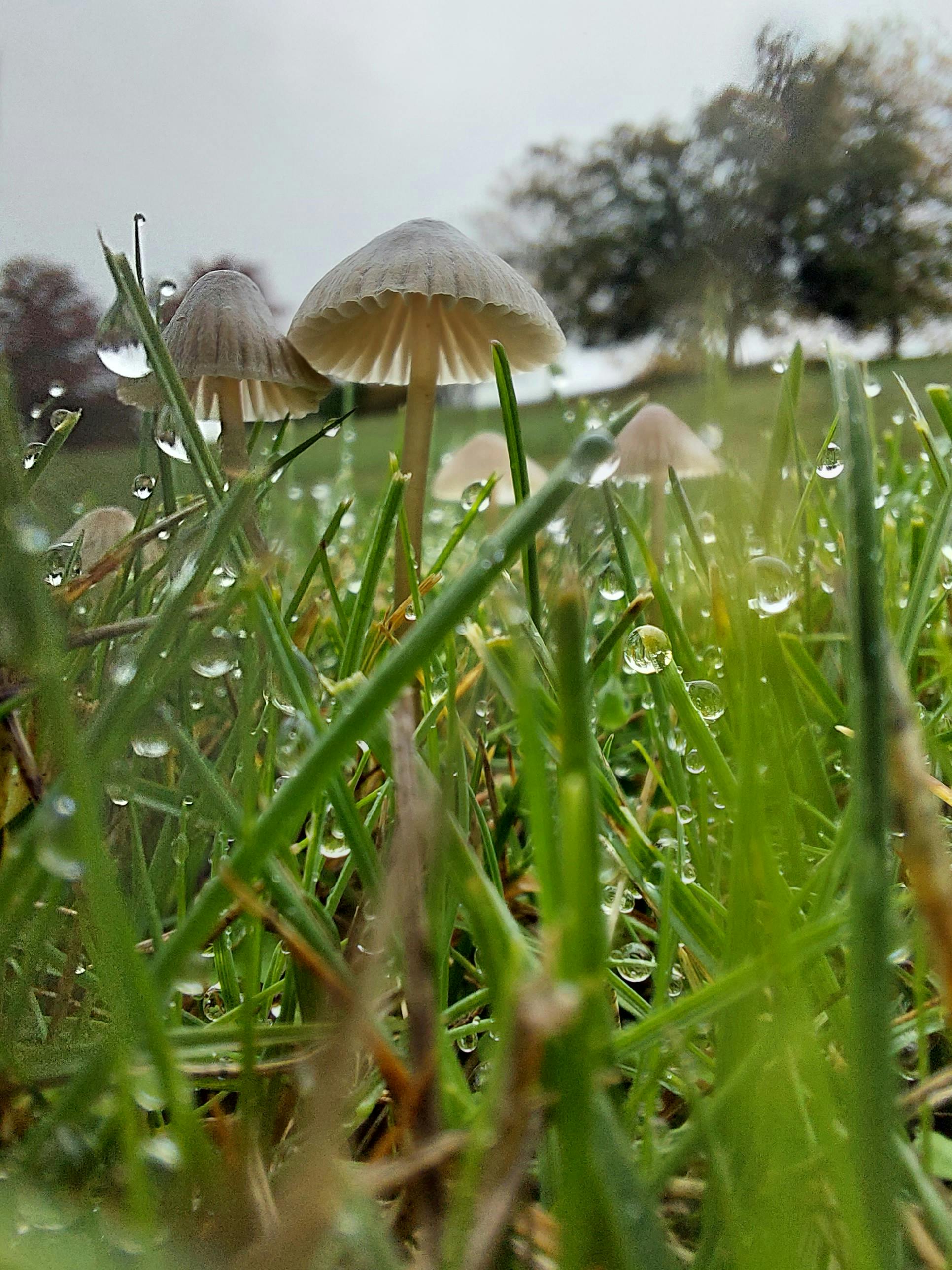 Fungi Sprouting in the Rain 