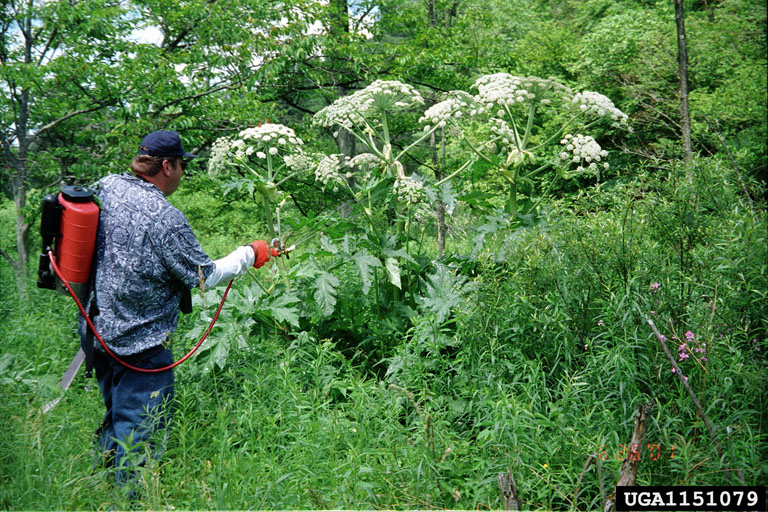 Giant Hogweed 