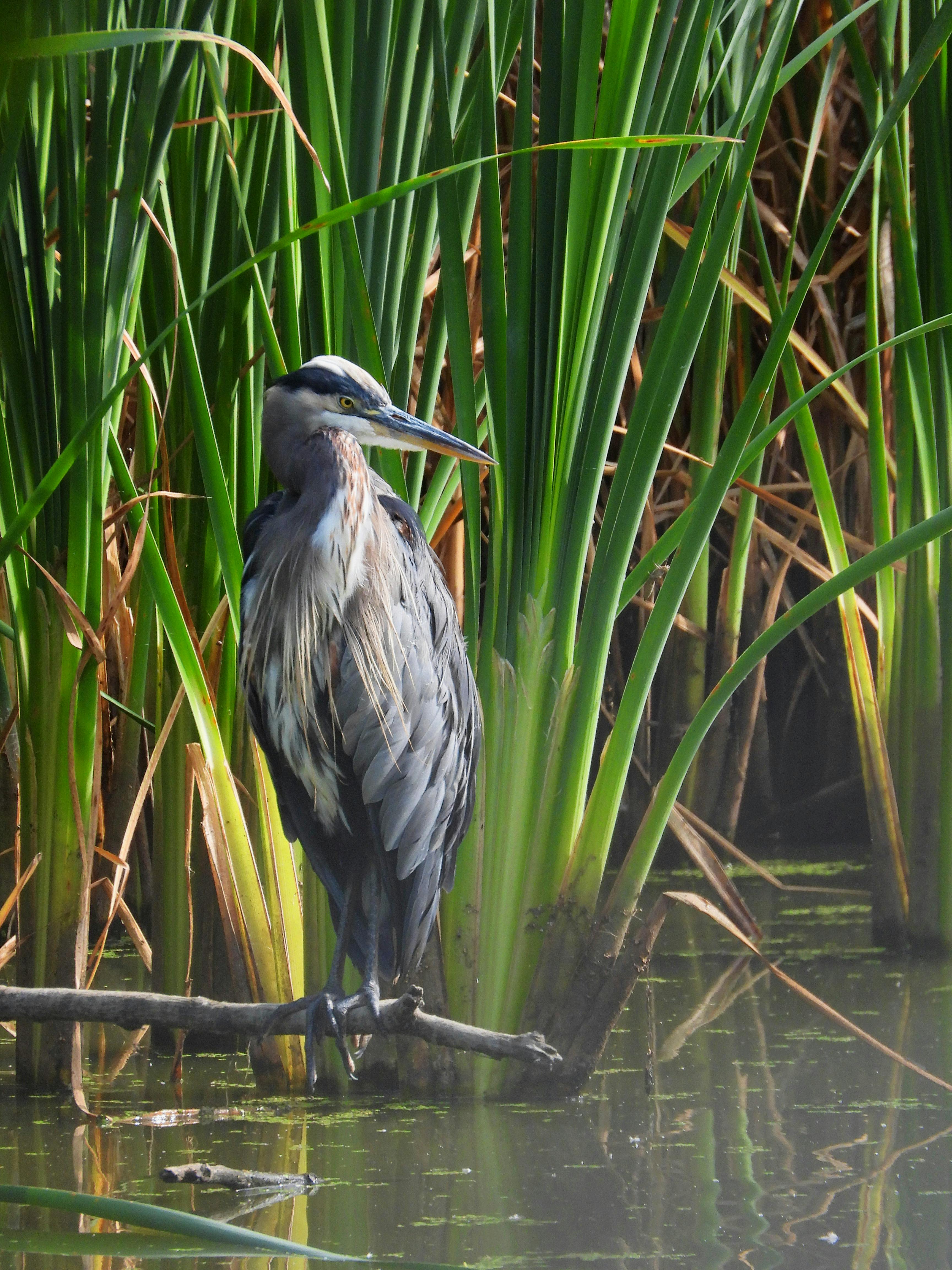 Karen Maires - Adult