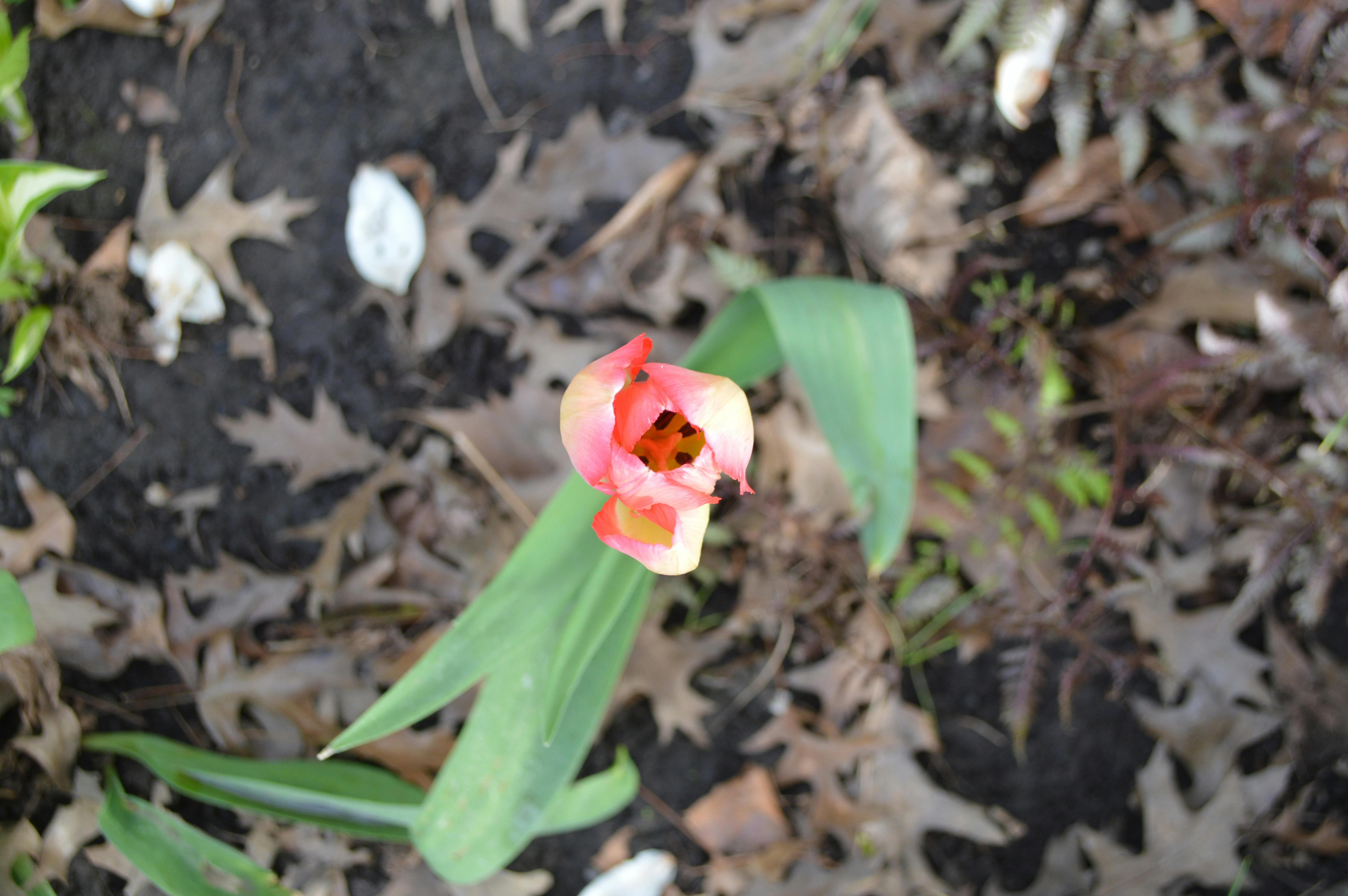 Terrific Tulip 