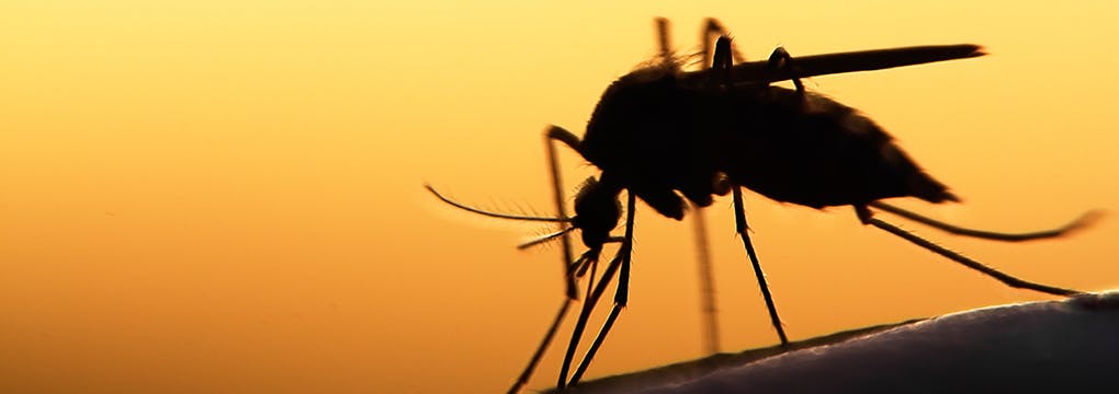 Mosquito silhouetted at dusk biting a person's arm