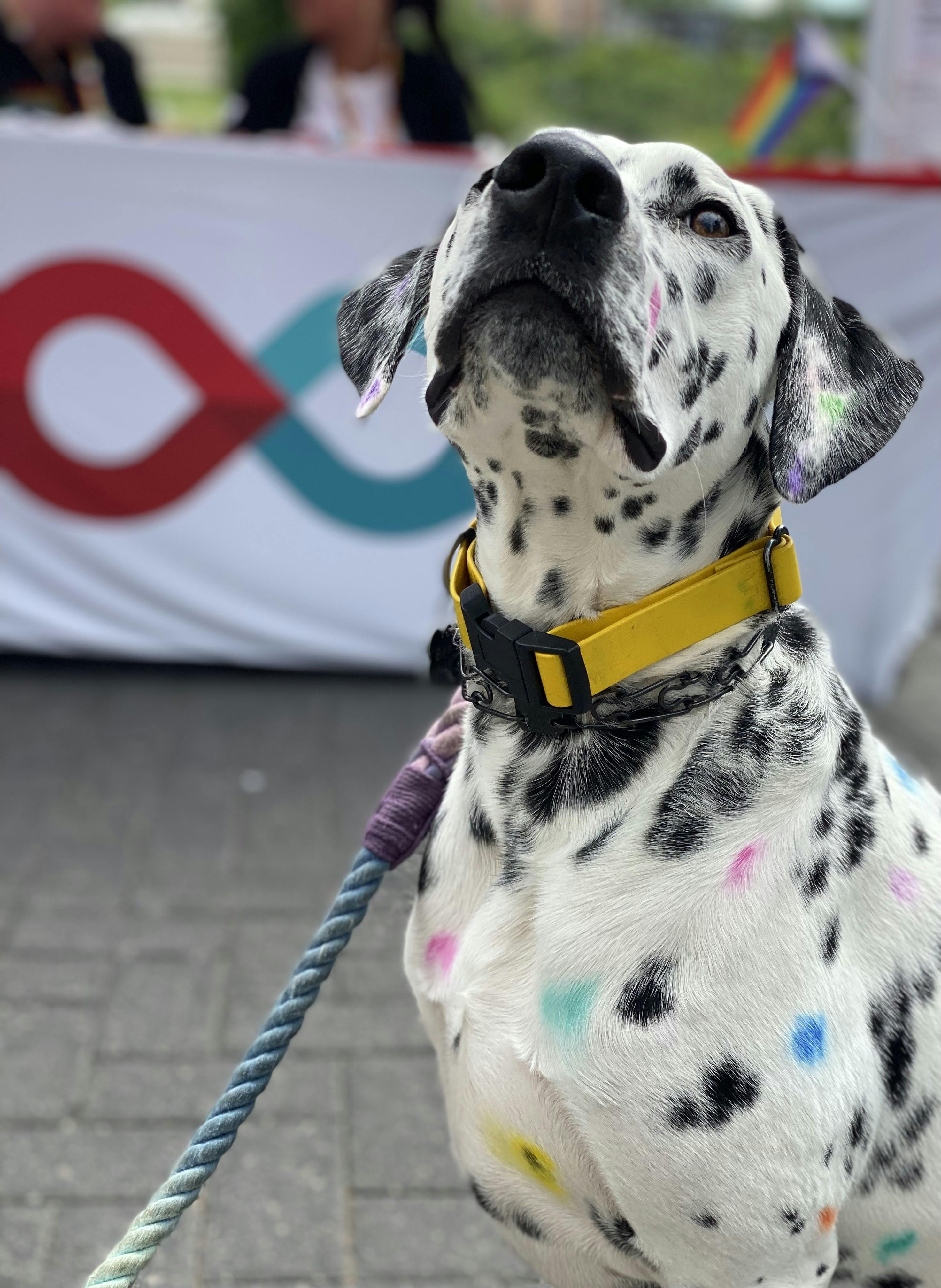 pride2024dog.jpeg