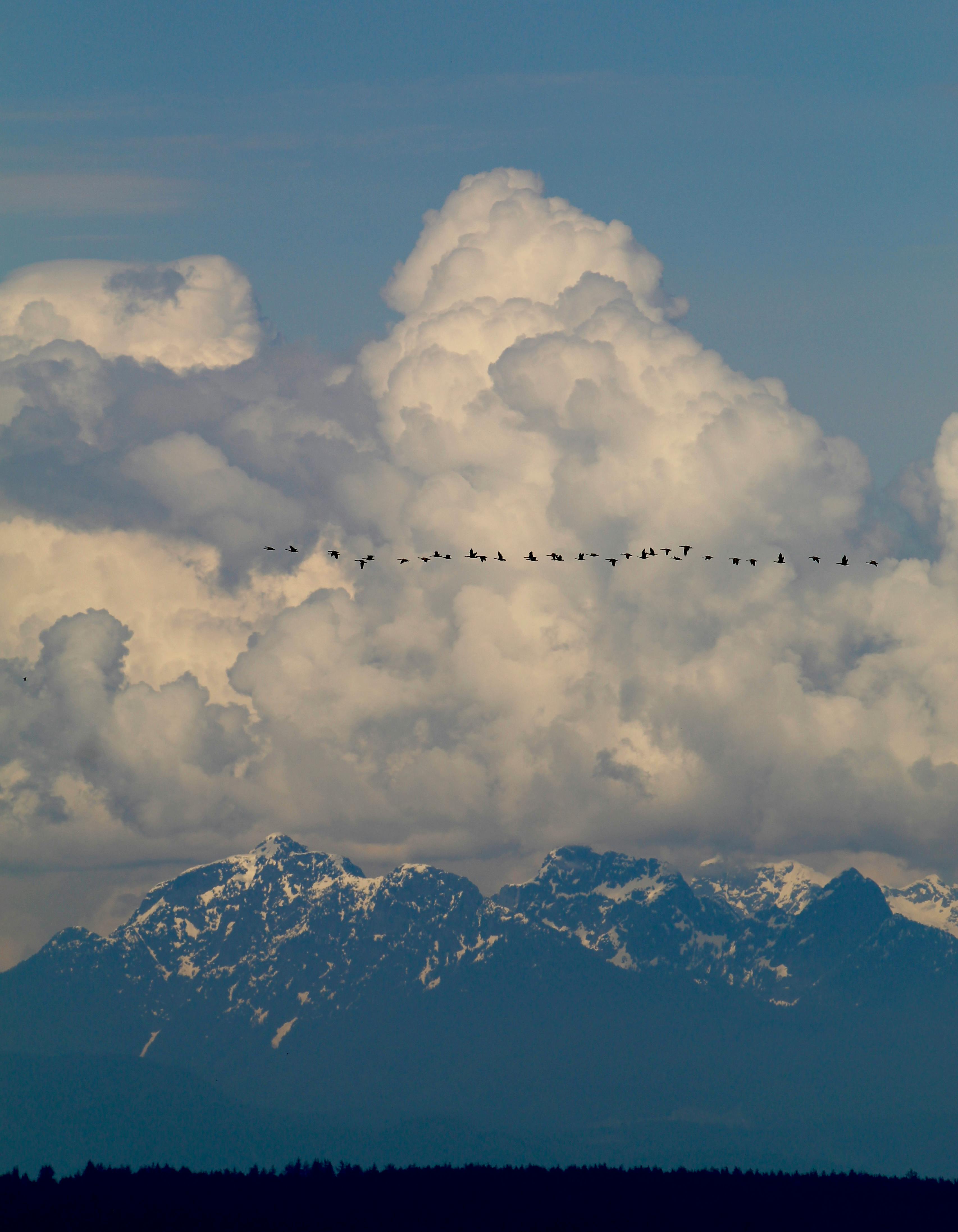 David Anderson - Adult