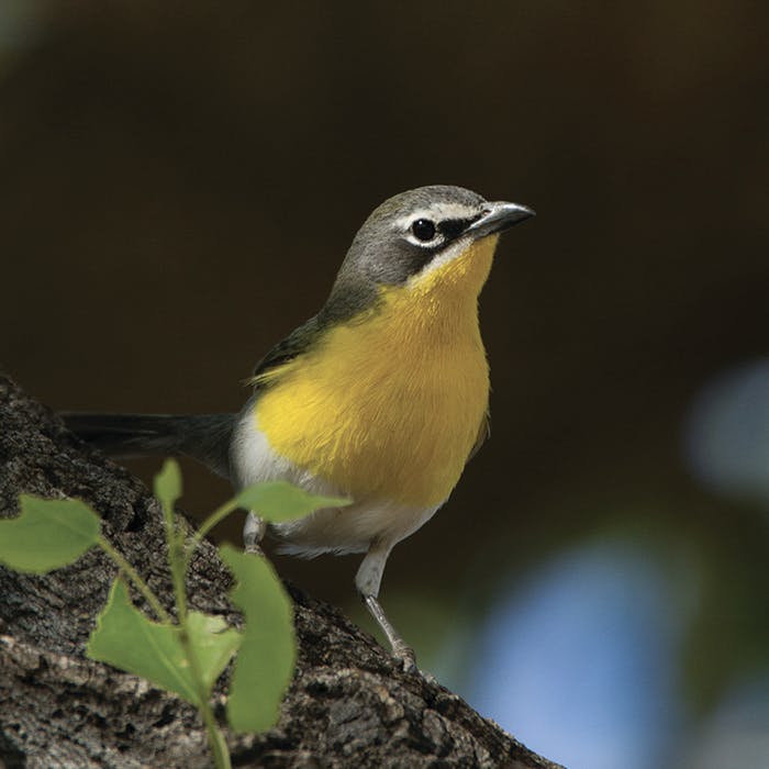 Yellow Breasted Chat Auricollis Subspecies 