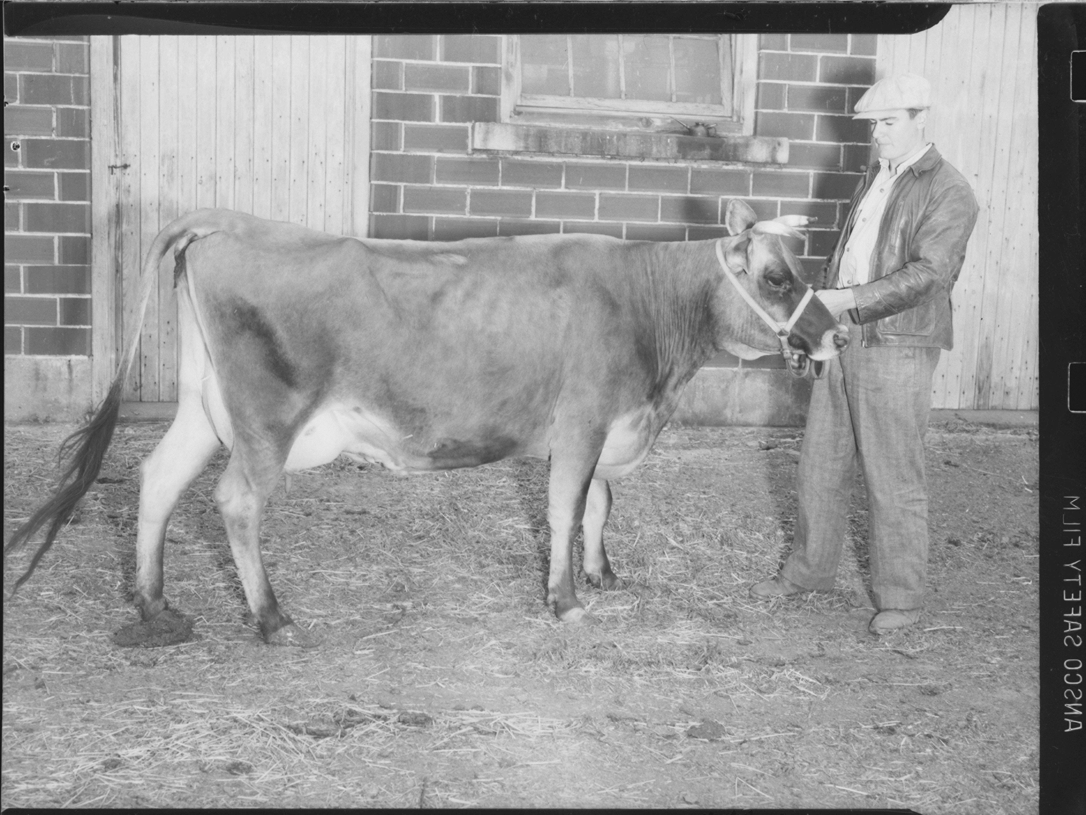 Cow at the House of Refuge - 1940s