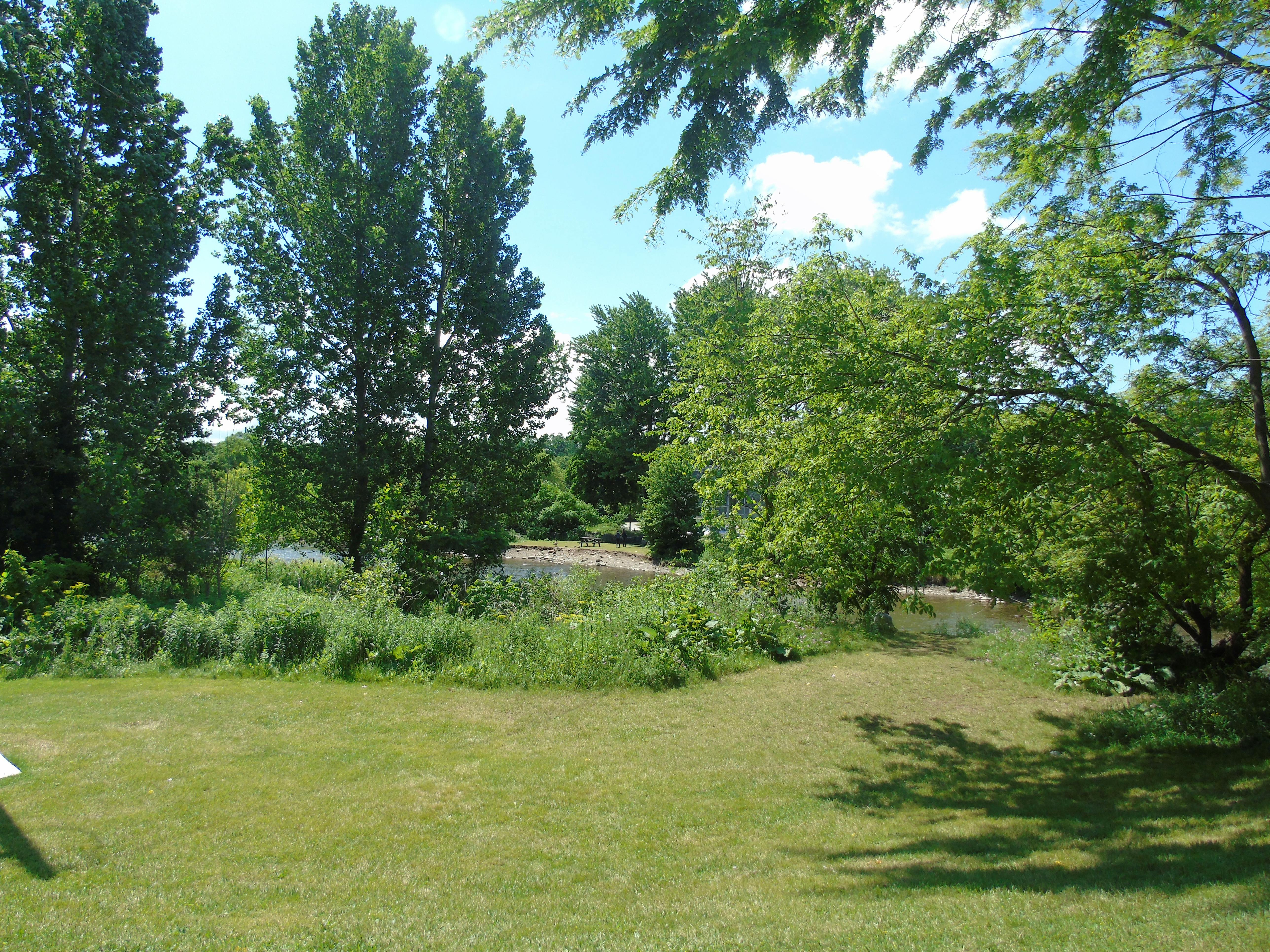 Trees and ecological features of the Credit River