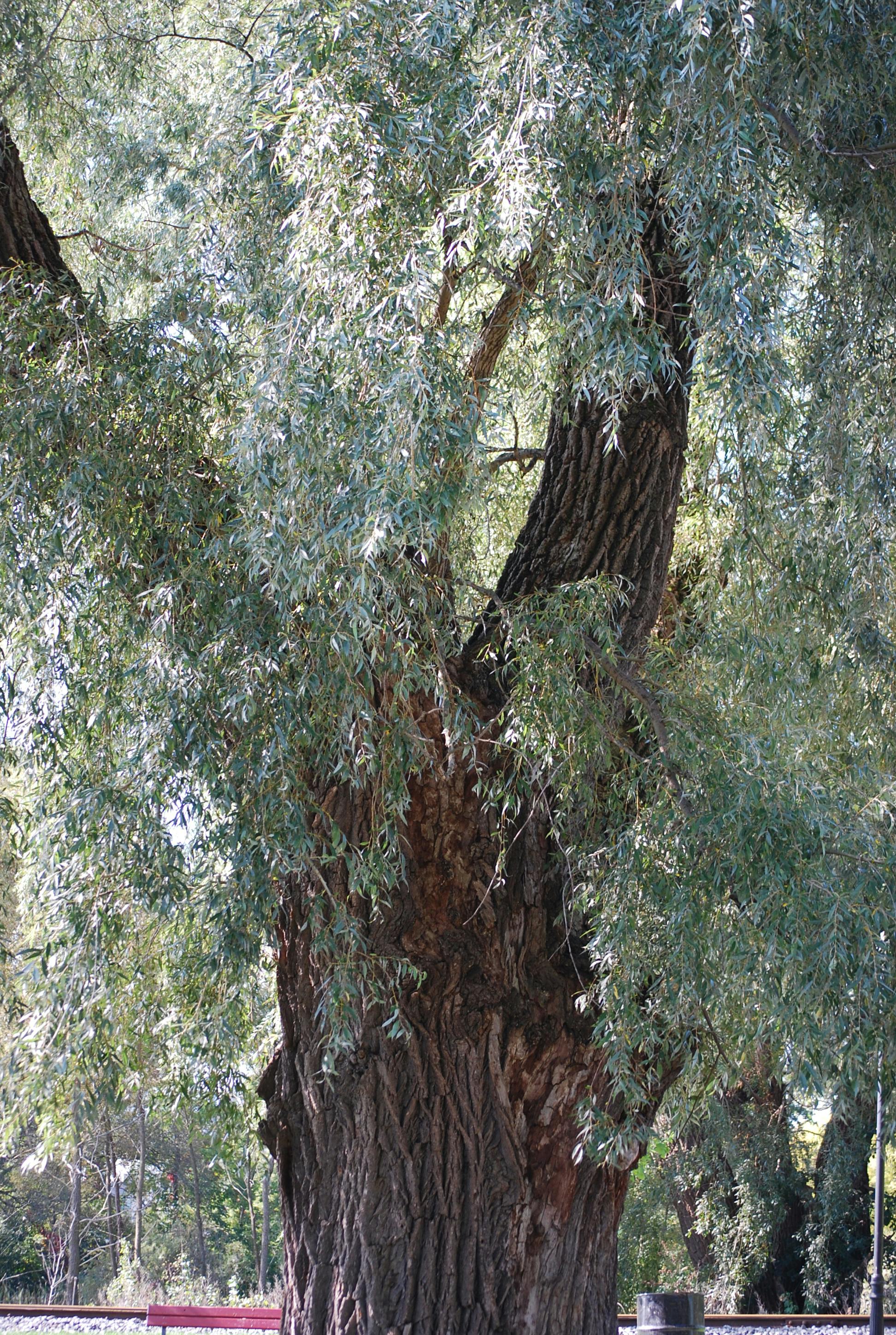 Waterloo Park Willow Tree