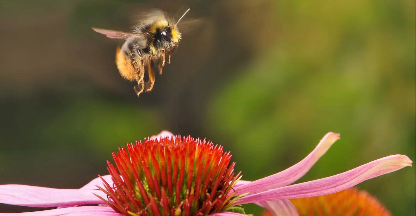 Pollinator Garden