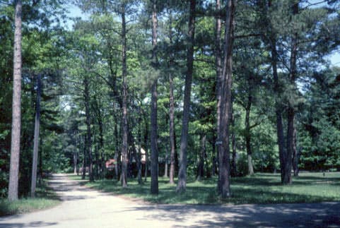Tree lined streets in Lorne Park Estates