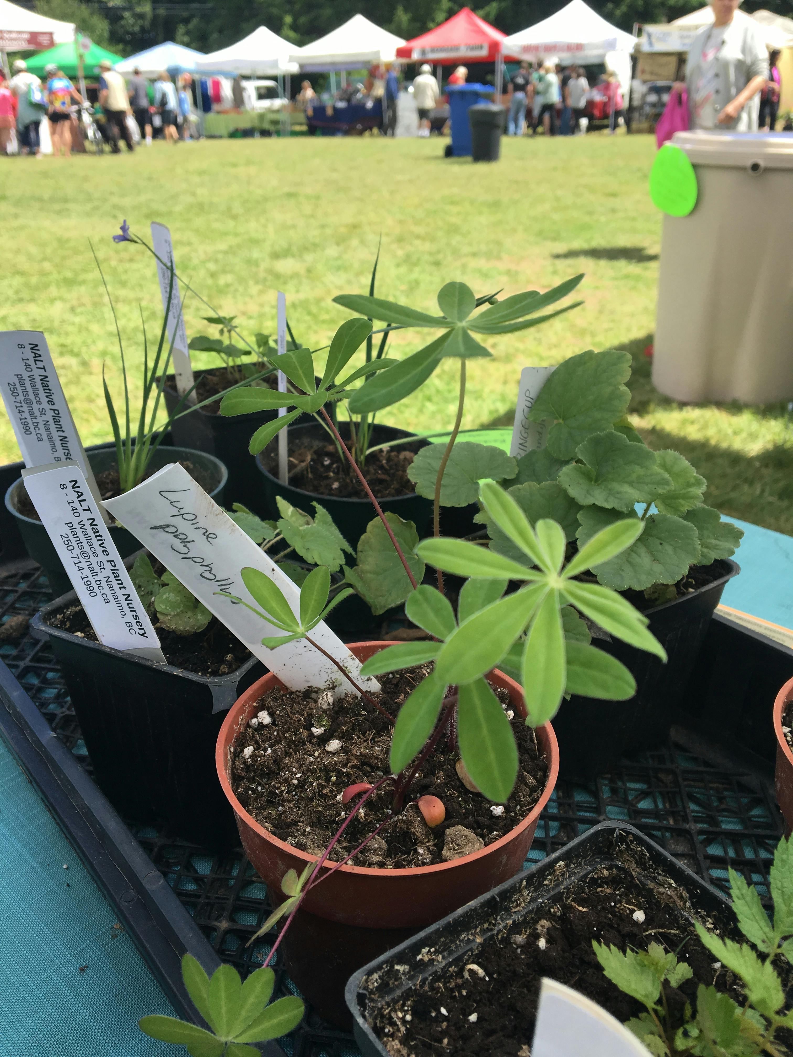 Planting native plant species is a great way to conserve water in our gardens. Pick up a free native plant from the Team WaterSmart booth!