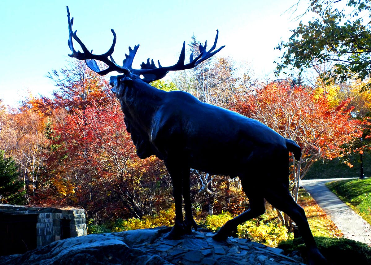 The Caribou Monument In The Fall                            Bowring Park Foundation  Volunteer Neville Webb Photo