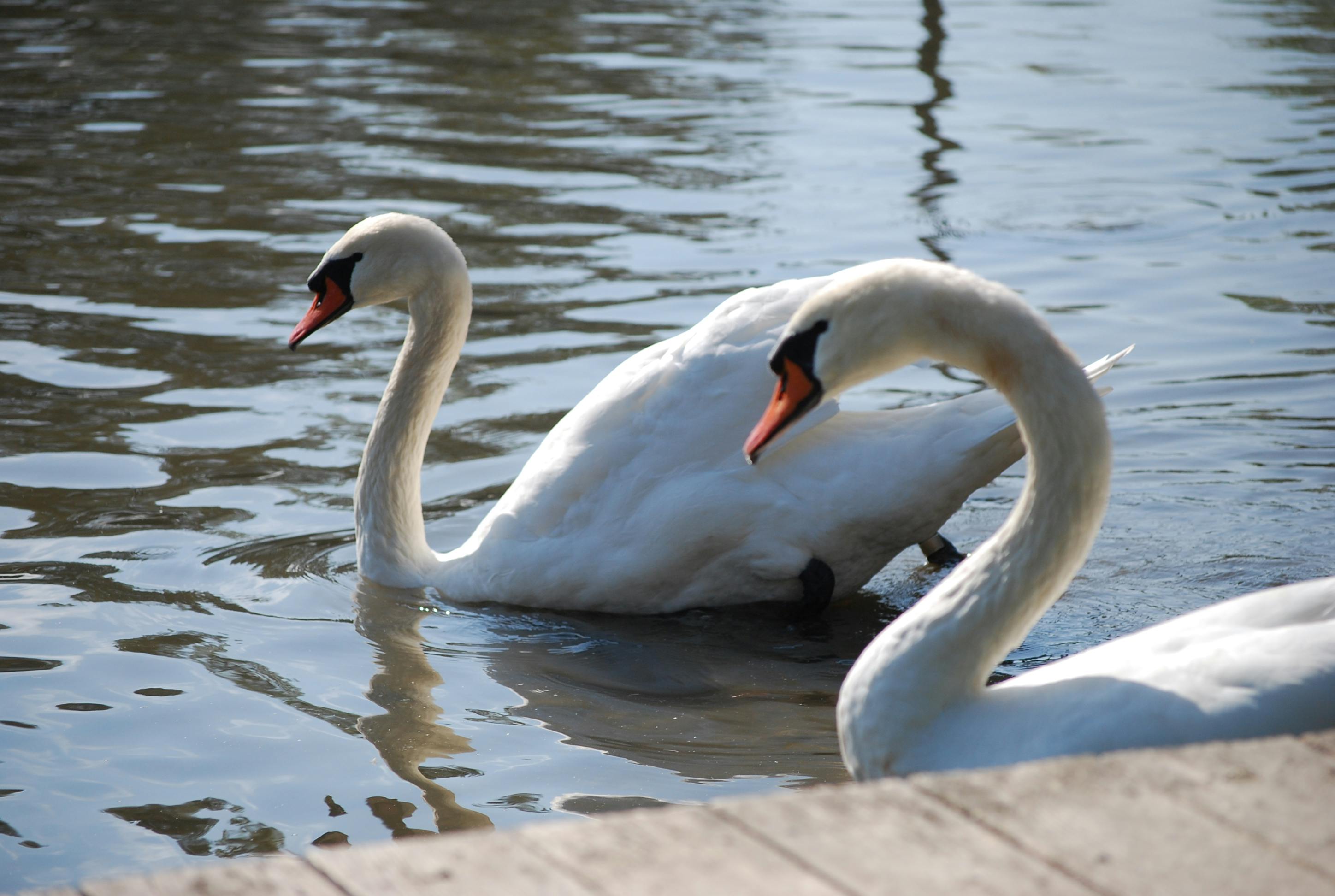 Swans on Silver Lake