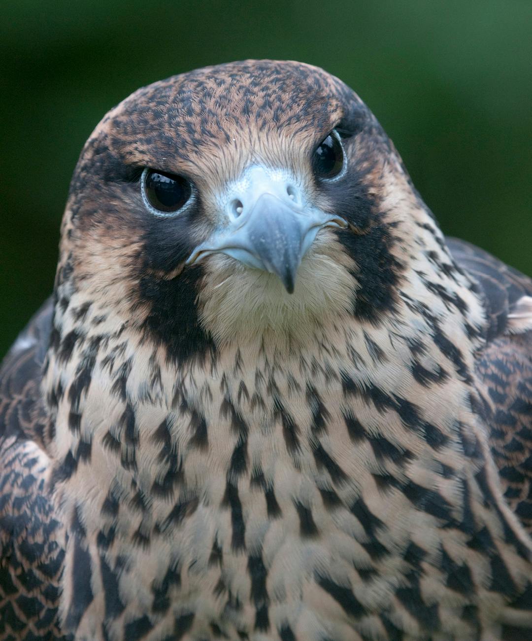 Draft Peregrine Falcon Recovery Plan Talk Alberta