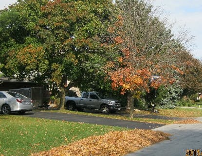 Leaves raked to the street 