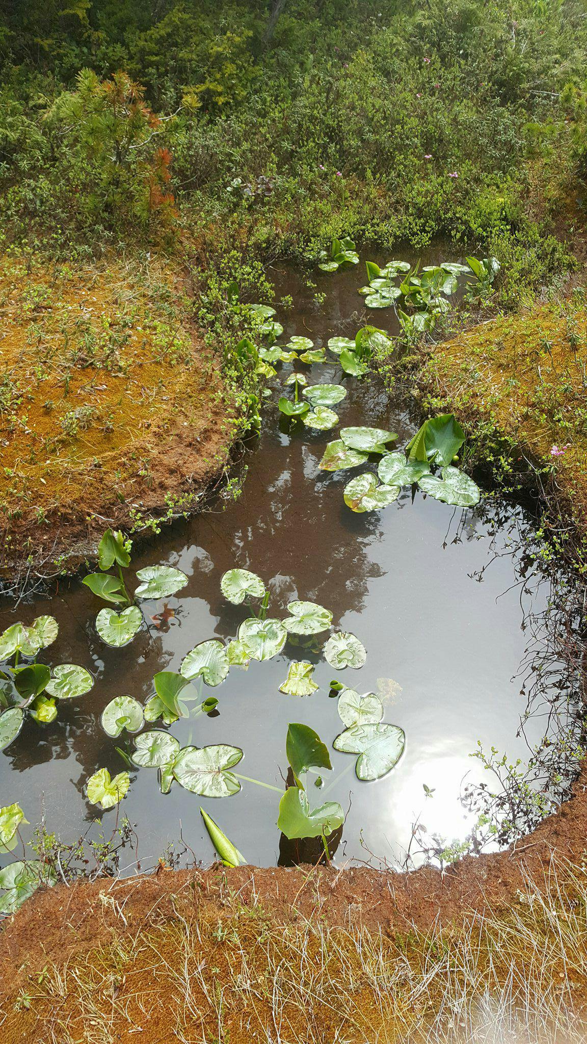 Bog in the uplands of French Creek