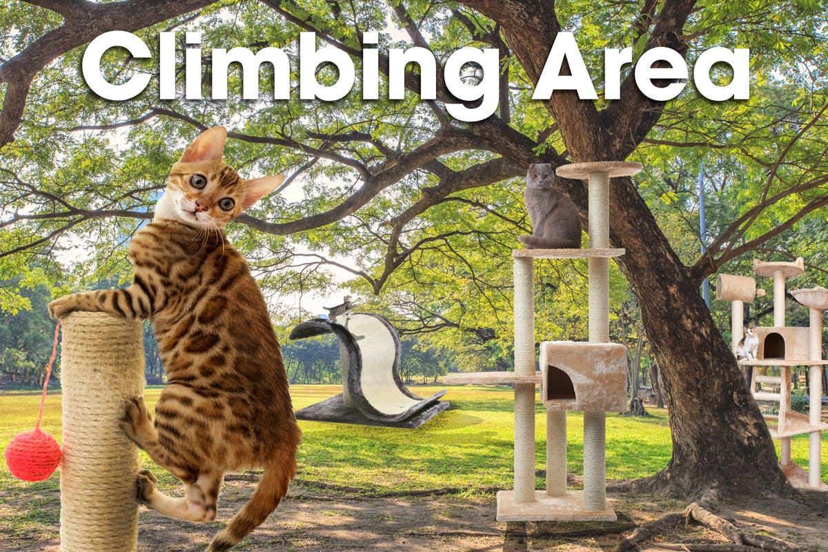 Climbing area