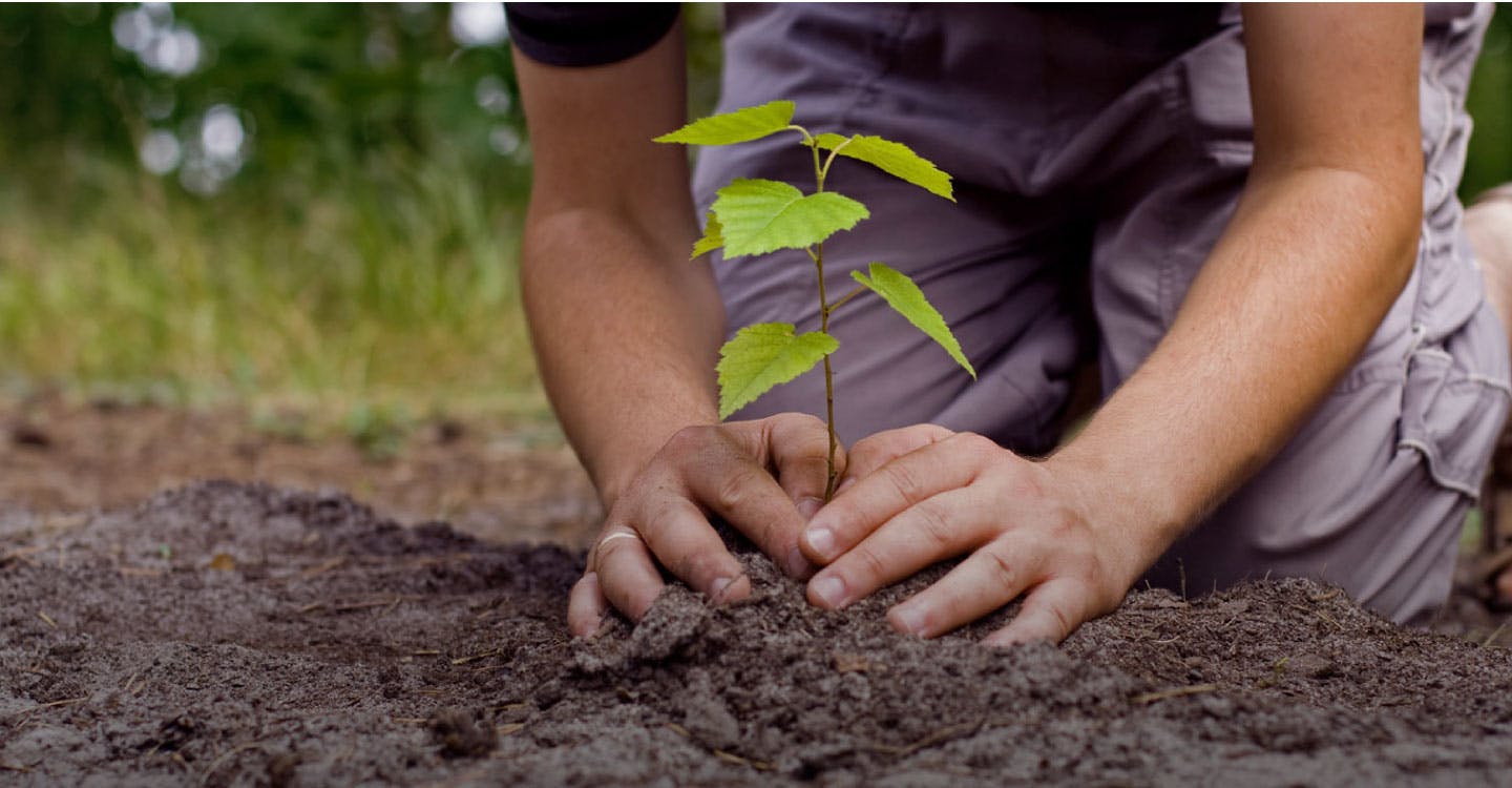Tree Planting