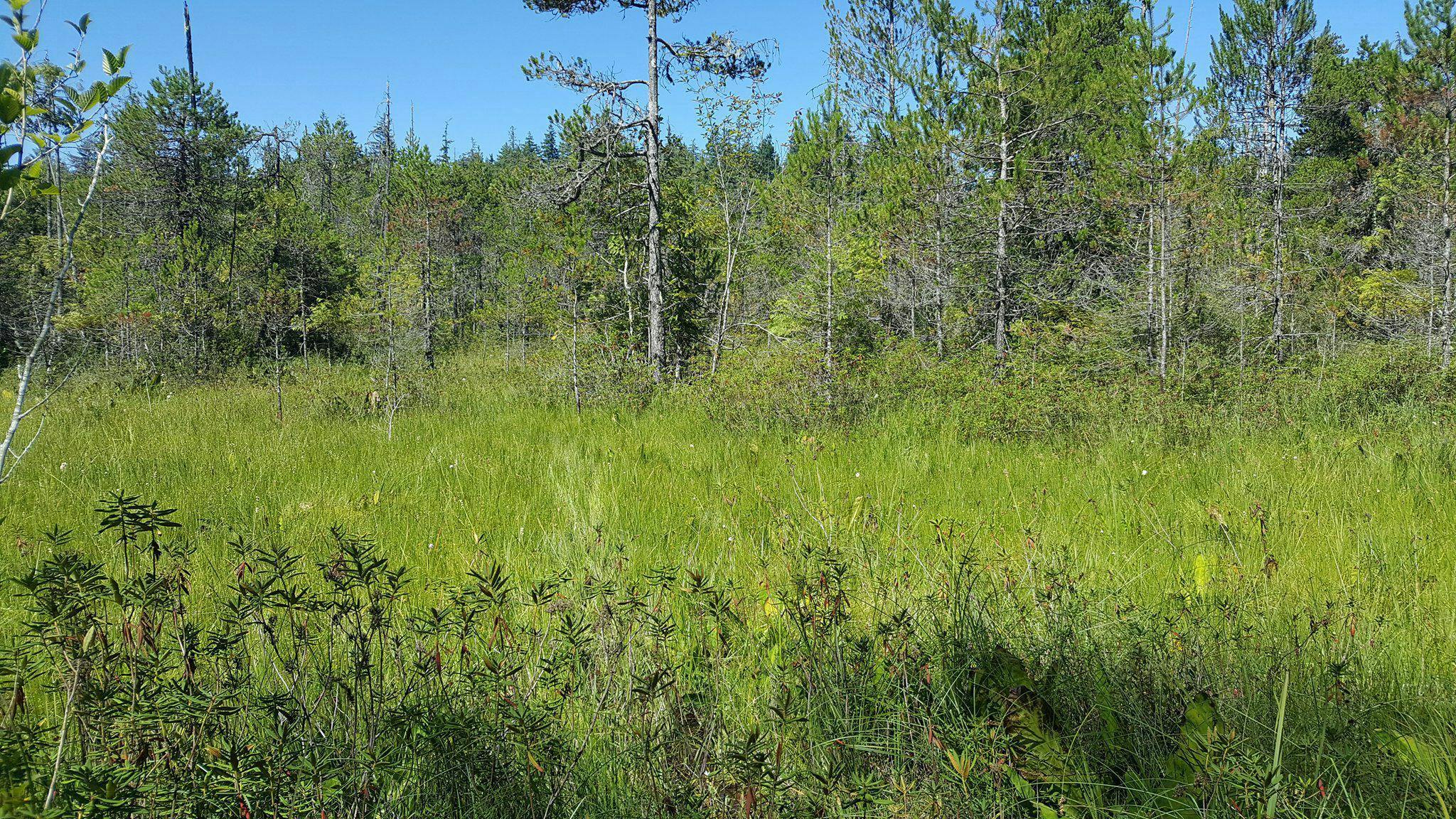 Swamp wetland transitioning into a bog in the Big Qualicum Water Region