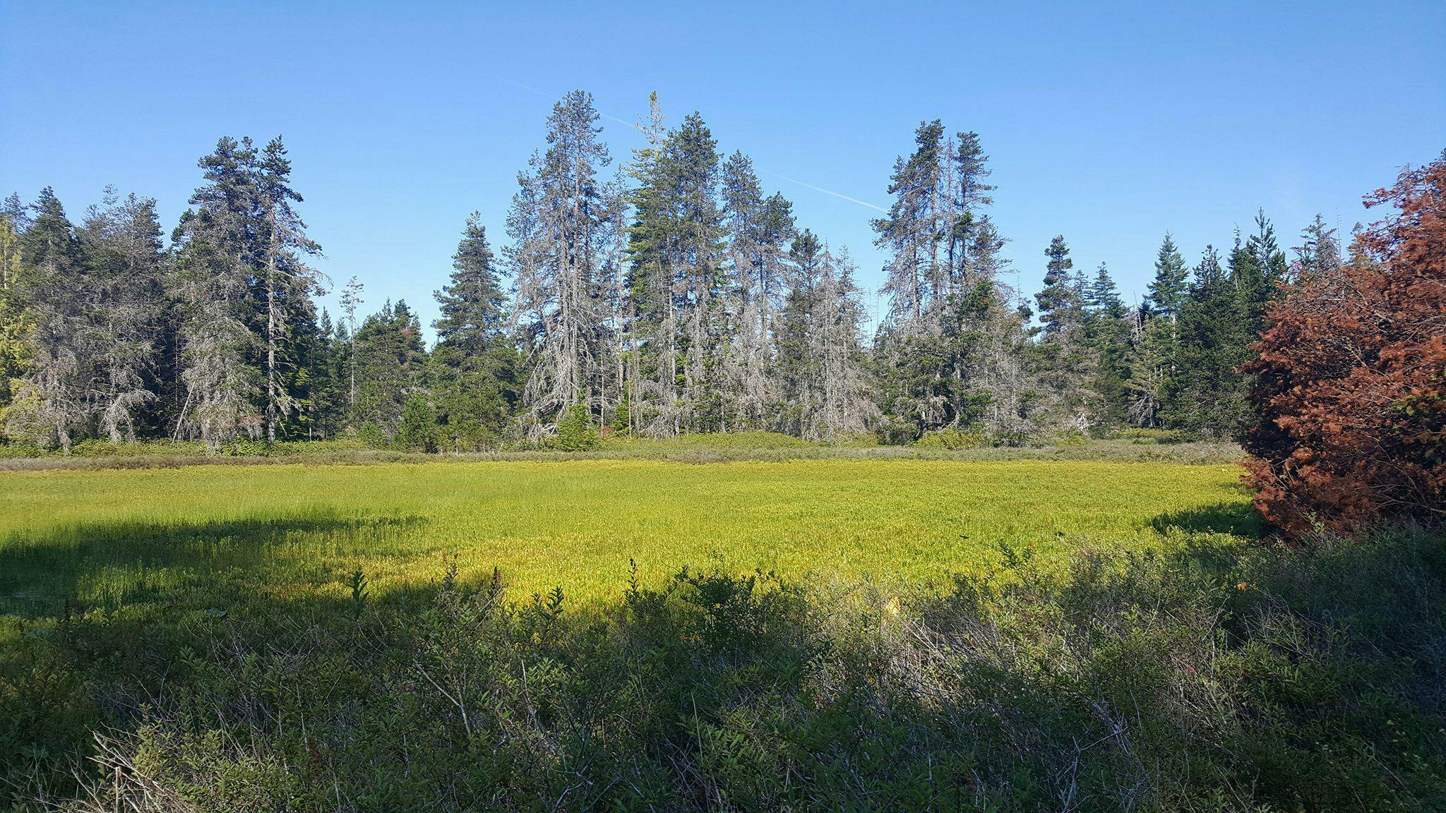 Wetland in the Big Qualicum Water Region
