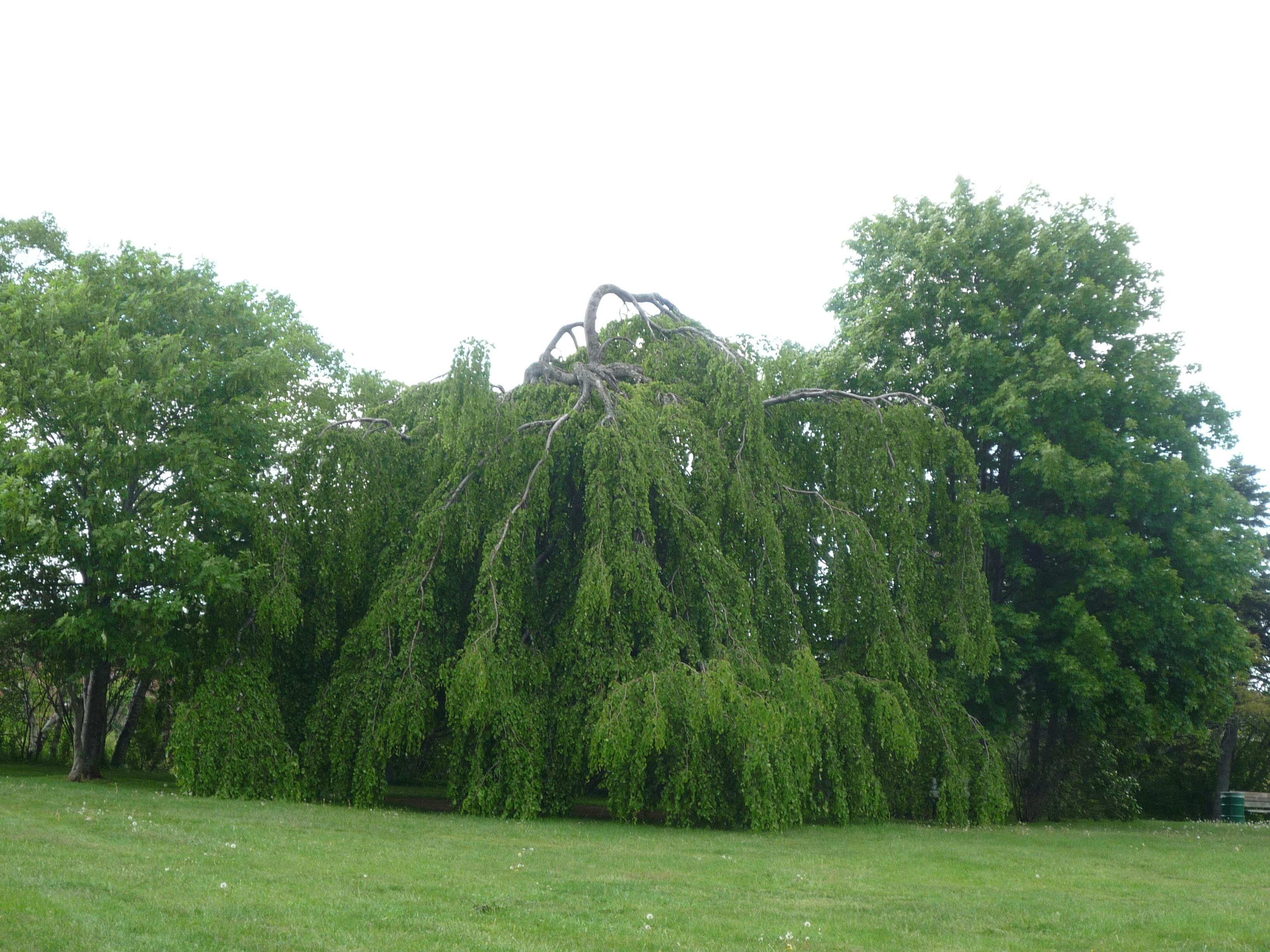 Weeping Beech Tree  Bowring Park Foundation Photo
