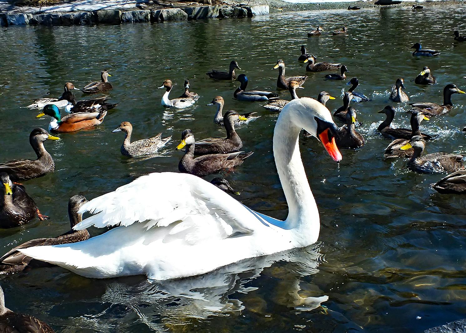Swan And Ducks Bowring Park Foundation Volunteer Neville Webb Photo