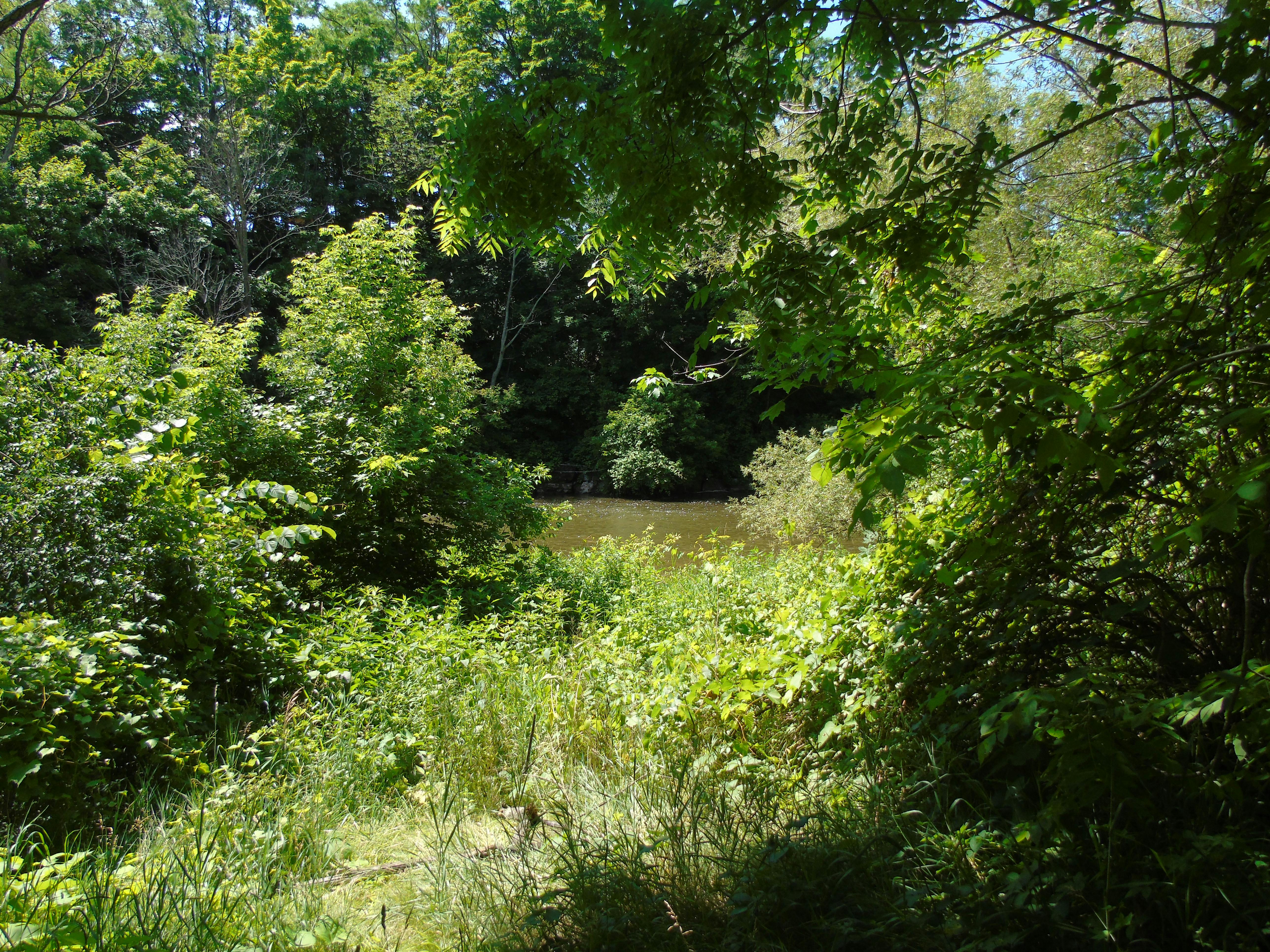 Plants and trees of the Credit River