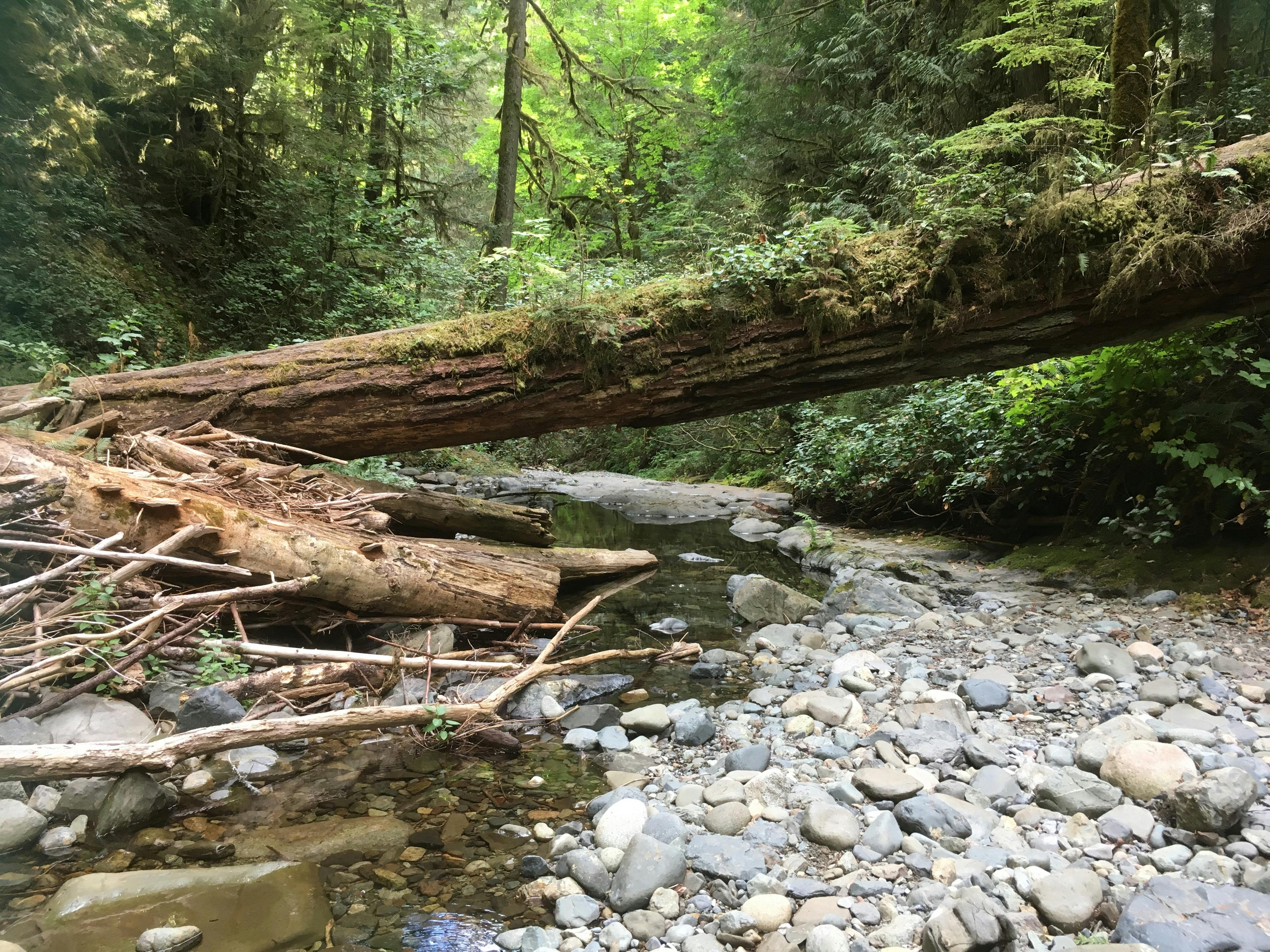 Fallen Log at Benson Creek