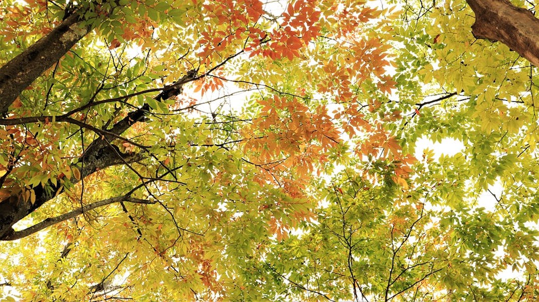 Trees