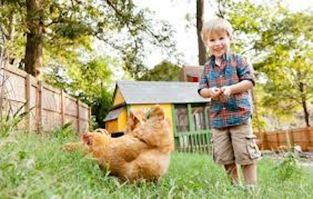 Chickens Backyard chickens