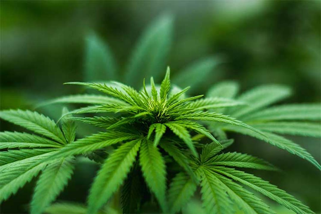 Cannabis Plant Cannabis Plant