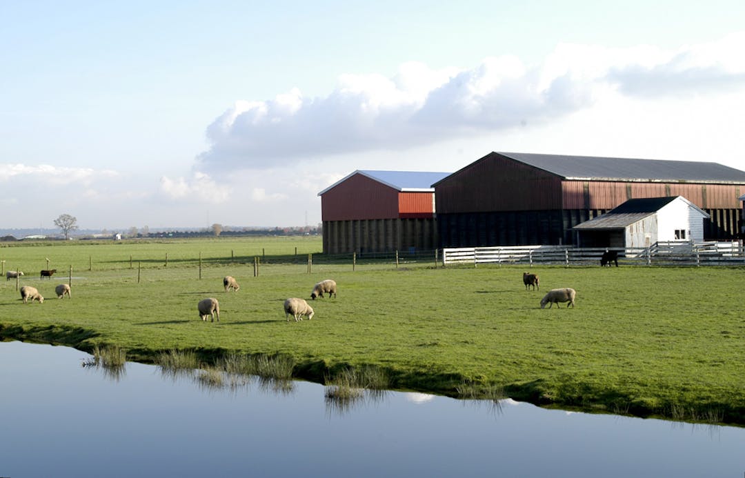 Sheep grazing in a field near a waterway with barns in the background